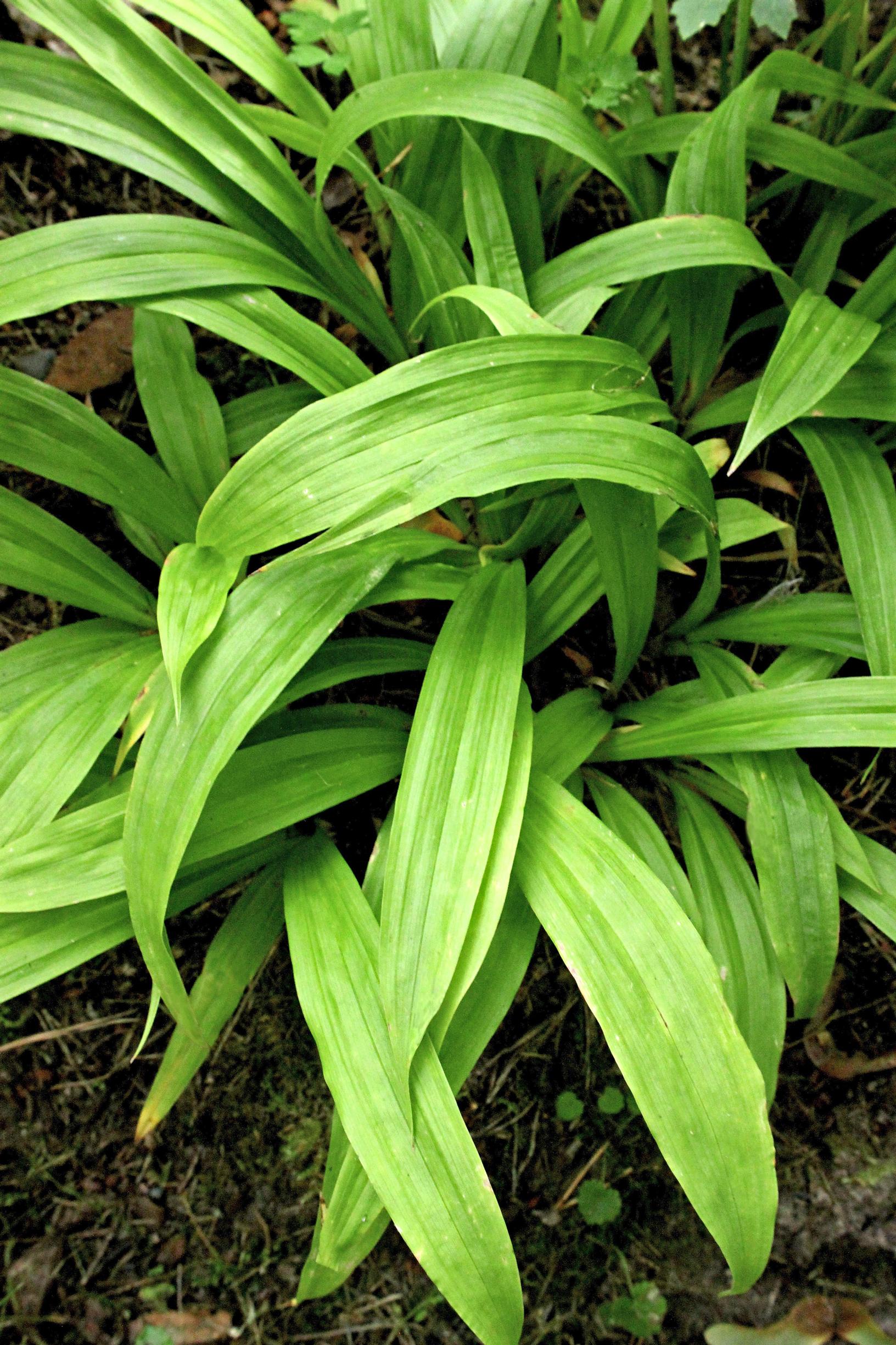 Japanese sedge