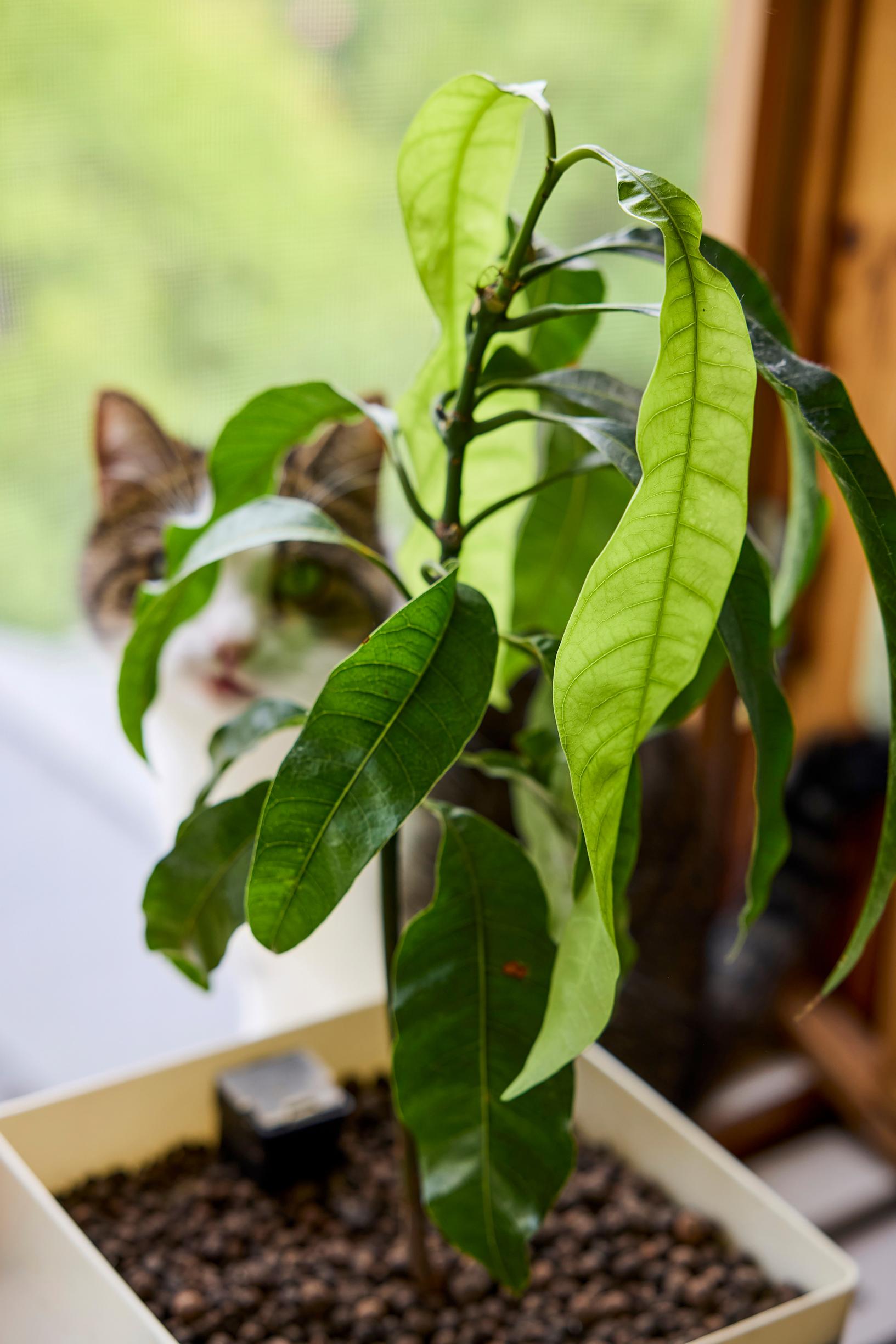 Mango growth is slow at first.