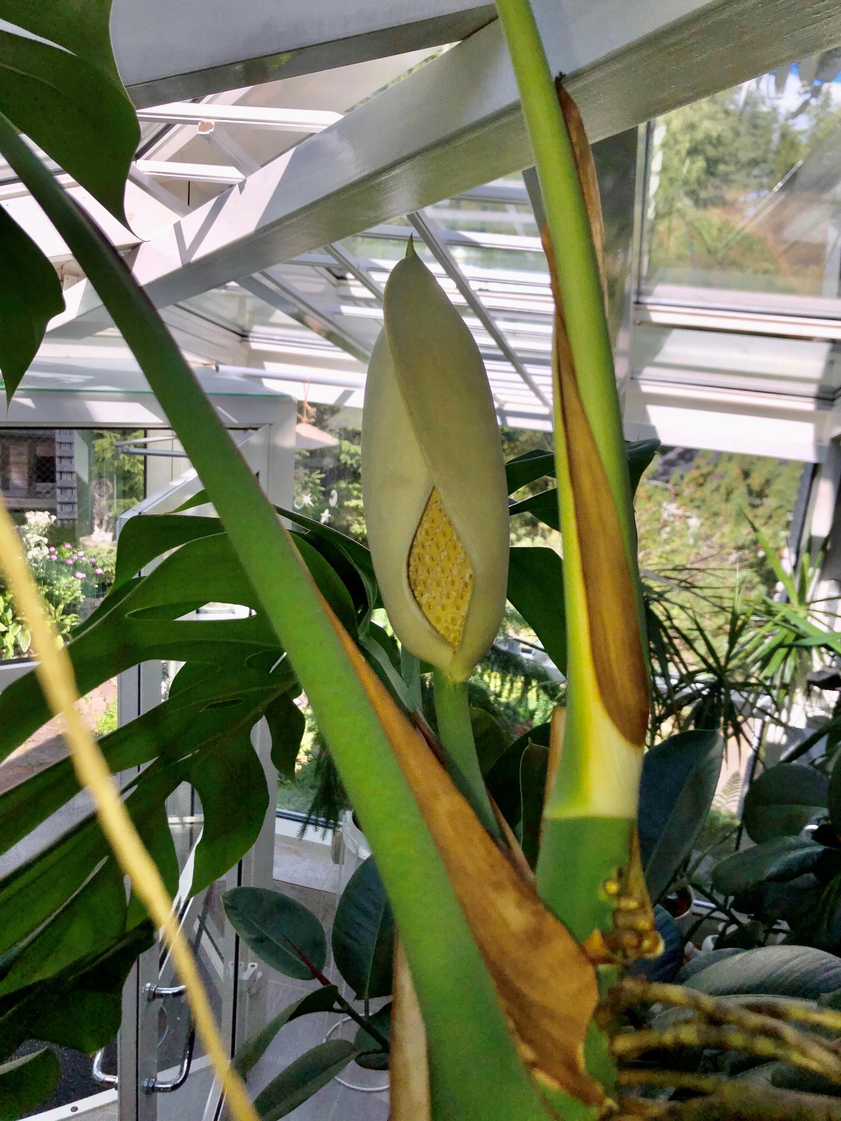 What in the world—Aune’s monstera grew strange “slipper”!