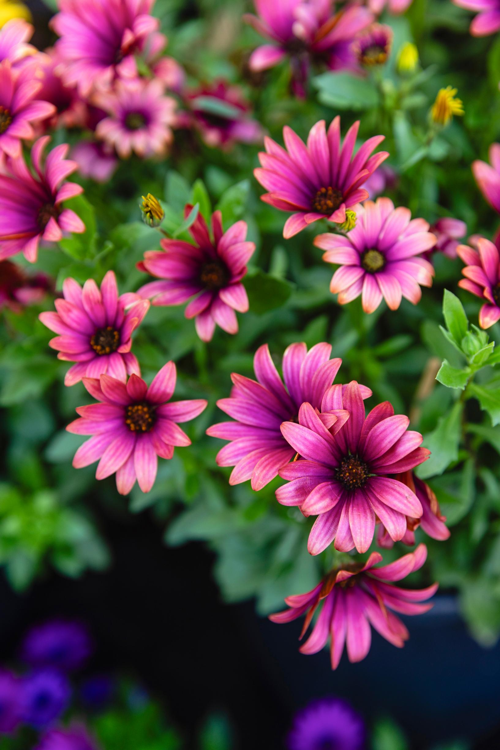 African daisy