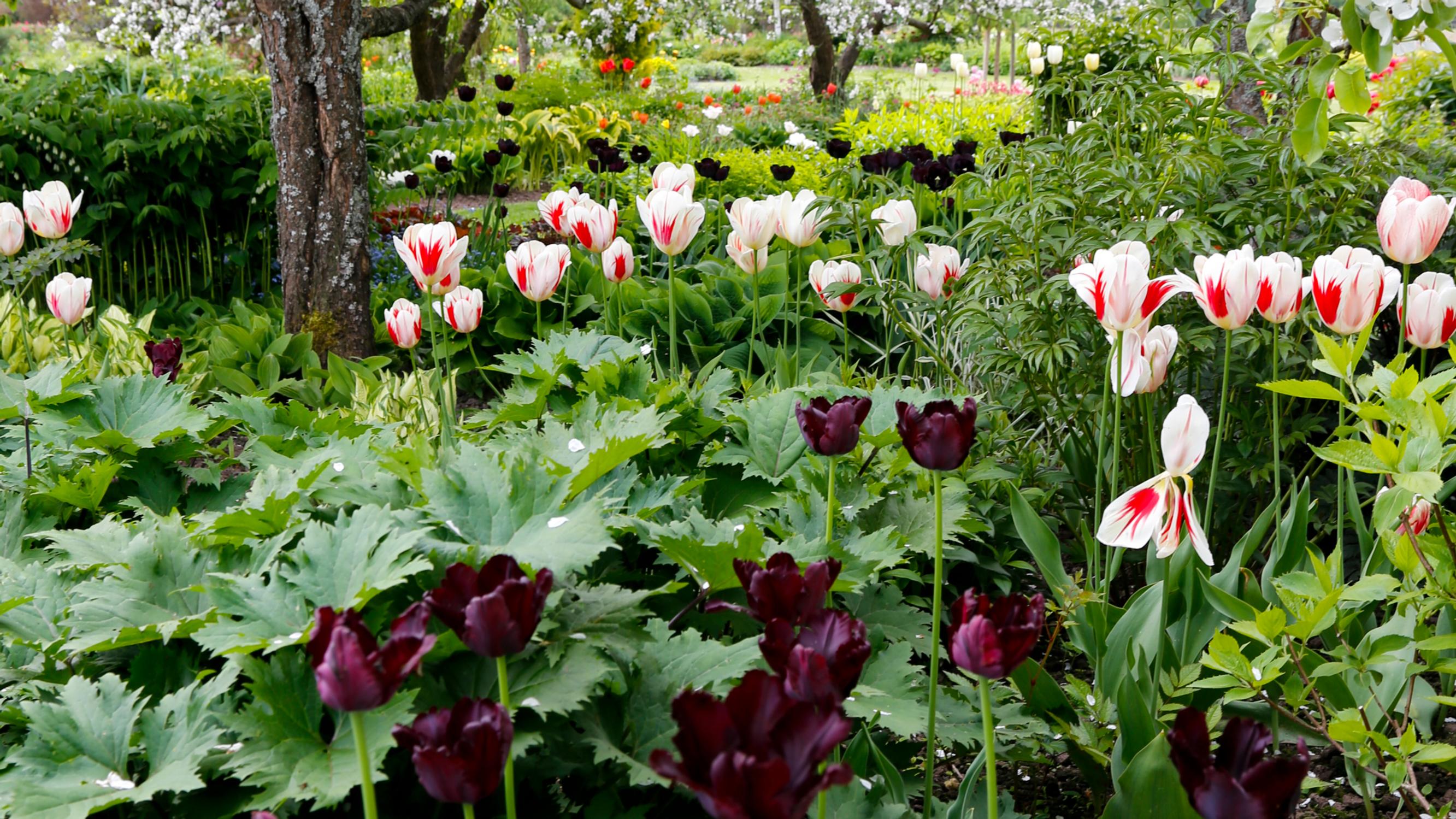 Why aren’t my tulips blooming, and should they be fertilized? 9 common questions and answers about tulips