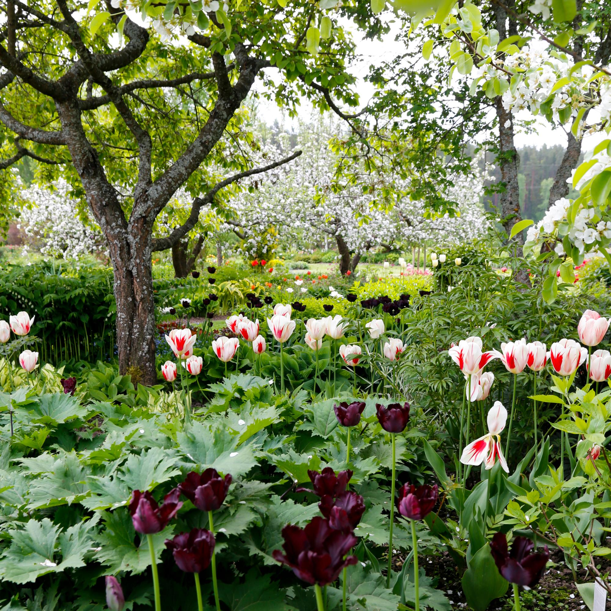Why aren’t my tulips blooming, and should they be fertilized? 9 common questions and answers about tulips