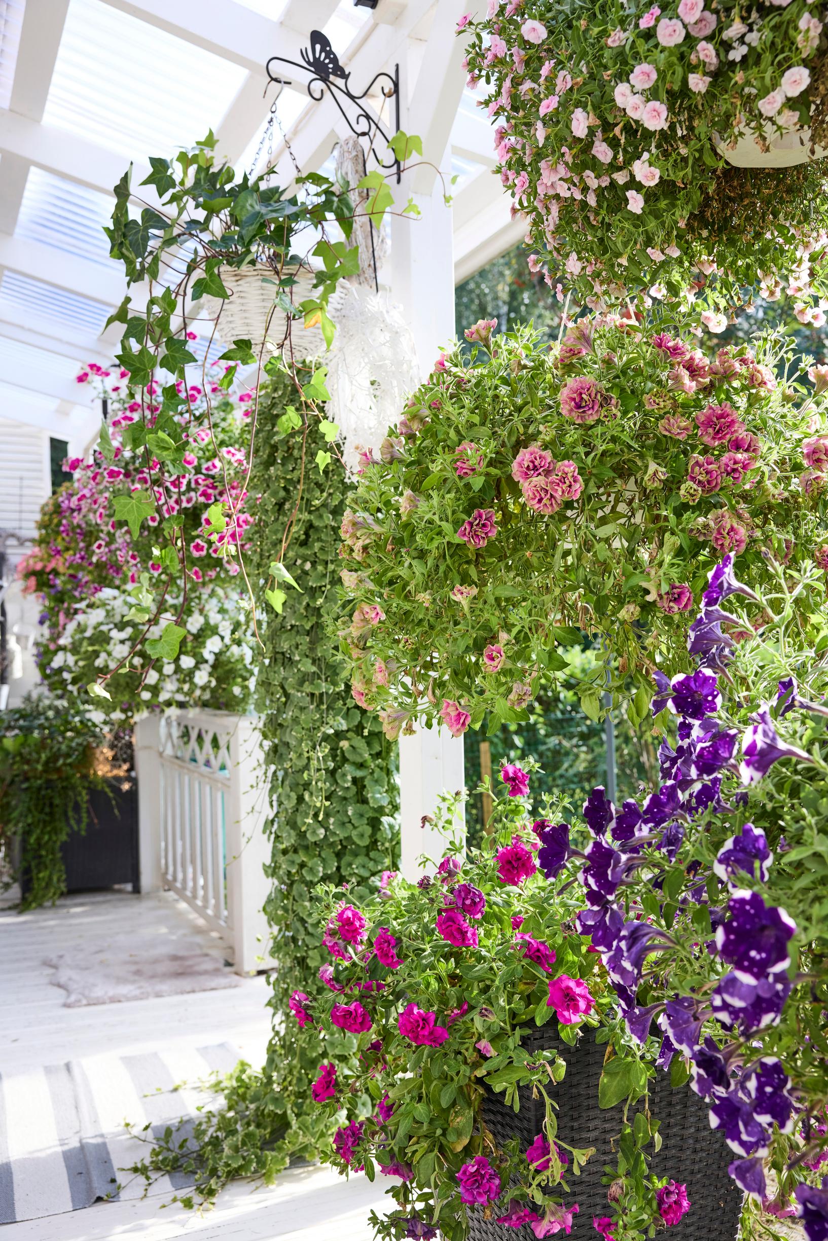 summer-flower hanging baskets