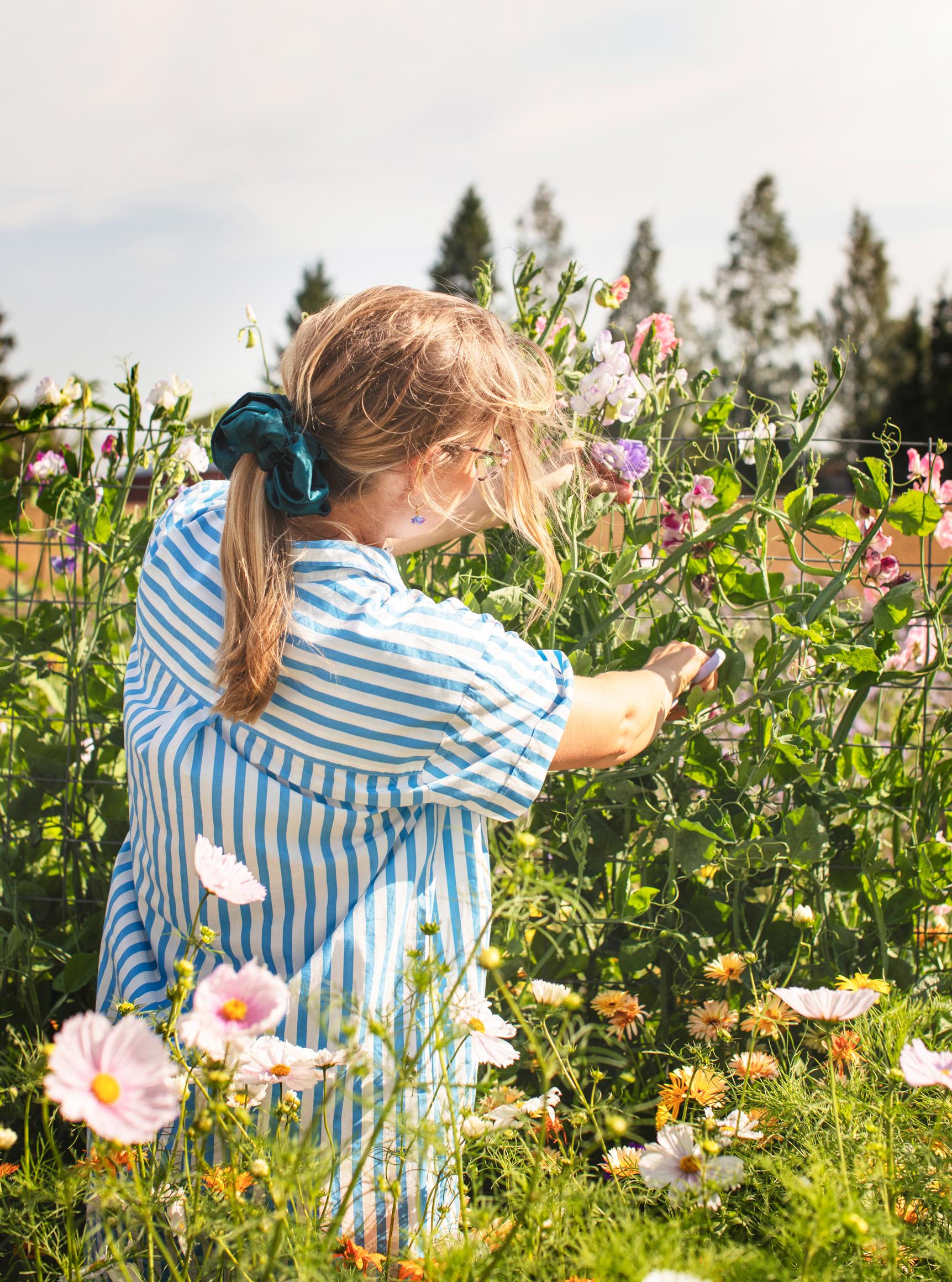 Sini cutting flowers.