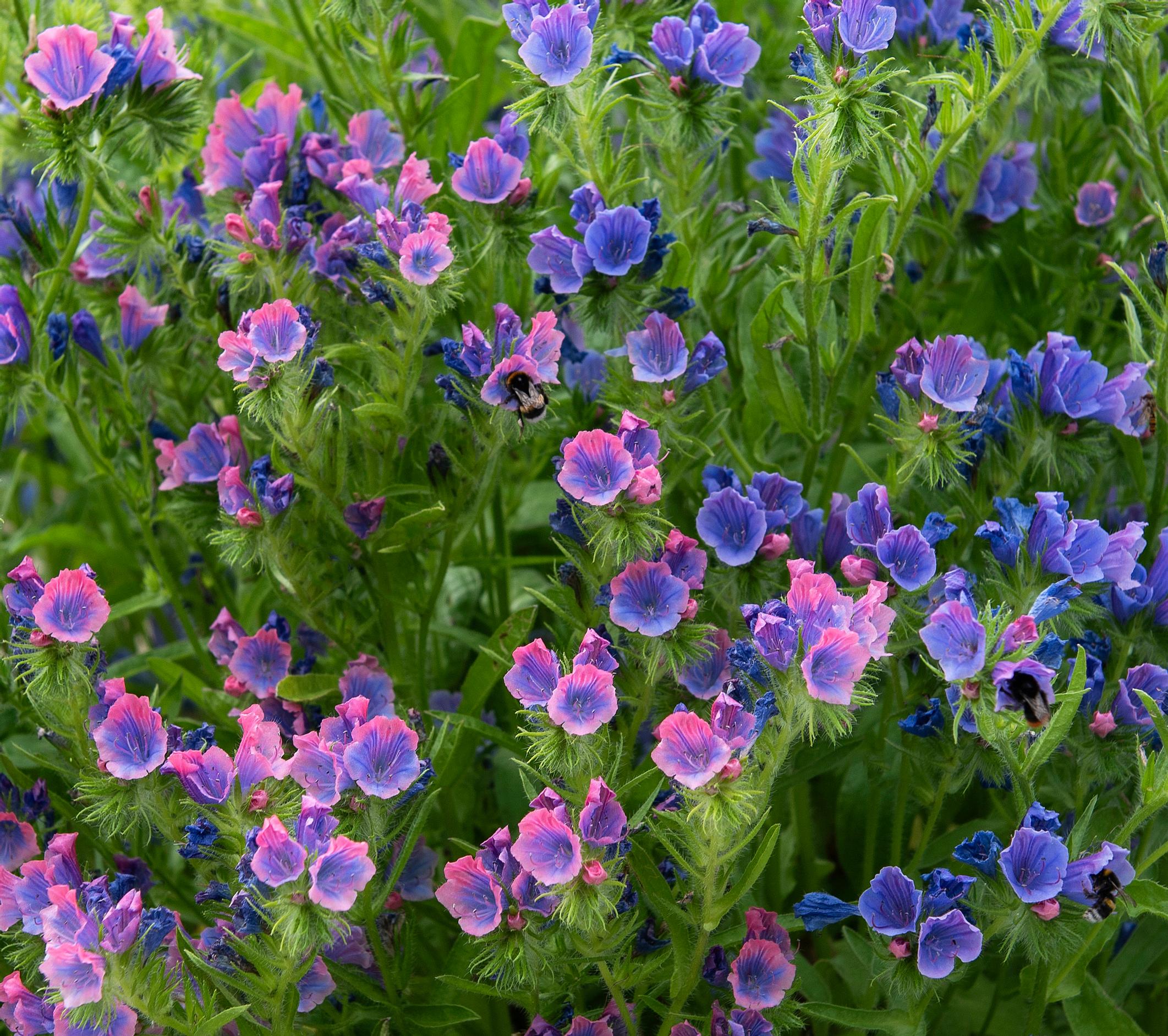 Purple viper's-bugloss ’Pink Bedder’