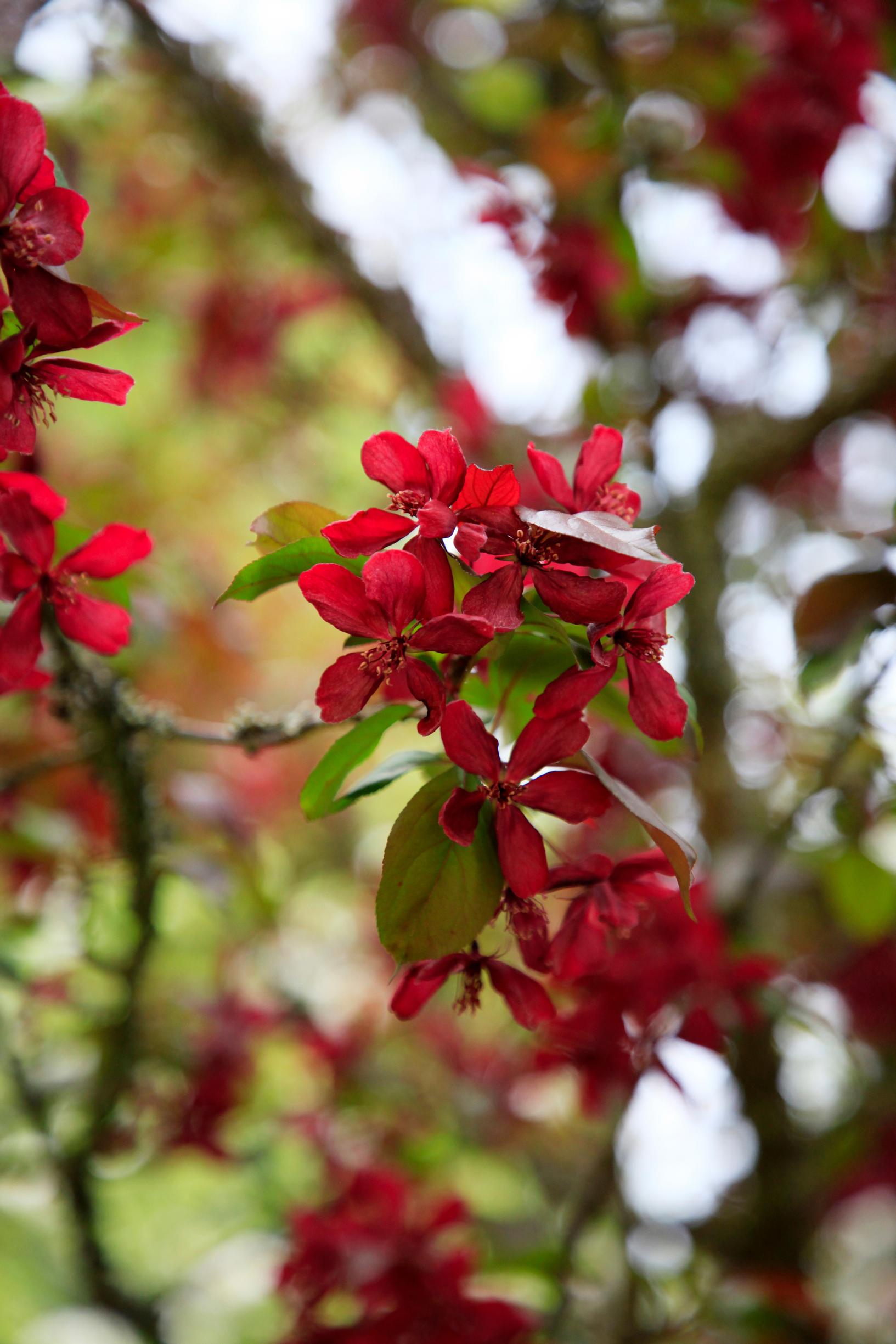 The ornamental apple tree ‘Royalty’ adds variety among the orchard apples.