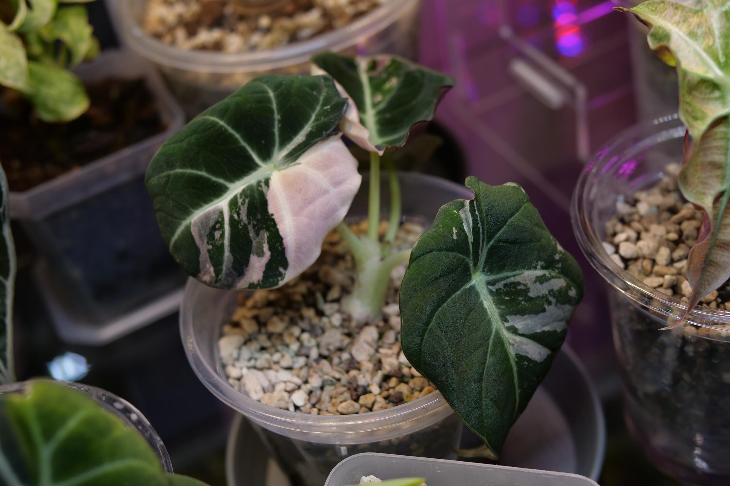 alocasias in a plant cabinet