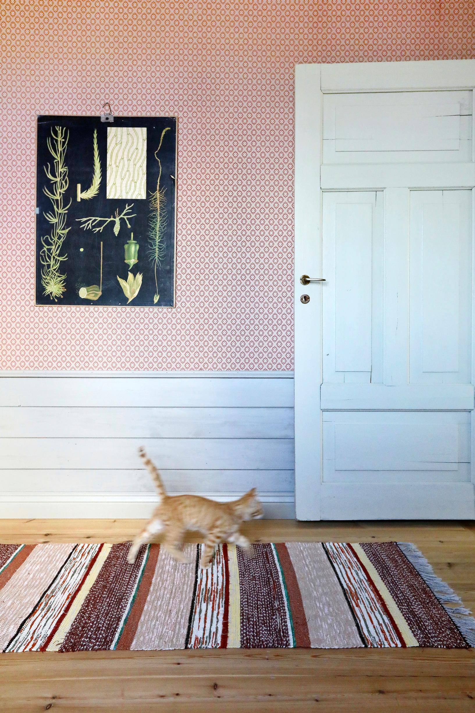 A cat runs on a rag rug