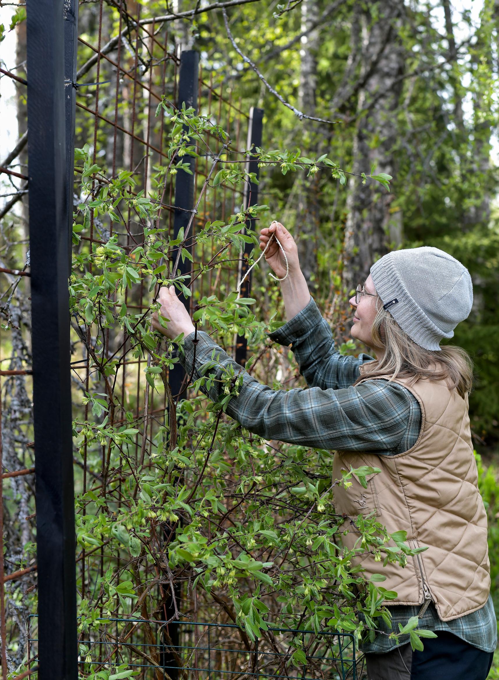 Honeyberry—also called sweetberry honeysuckle, blue honeysuckle, or haskap: honeyberry on a trellis
