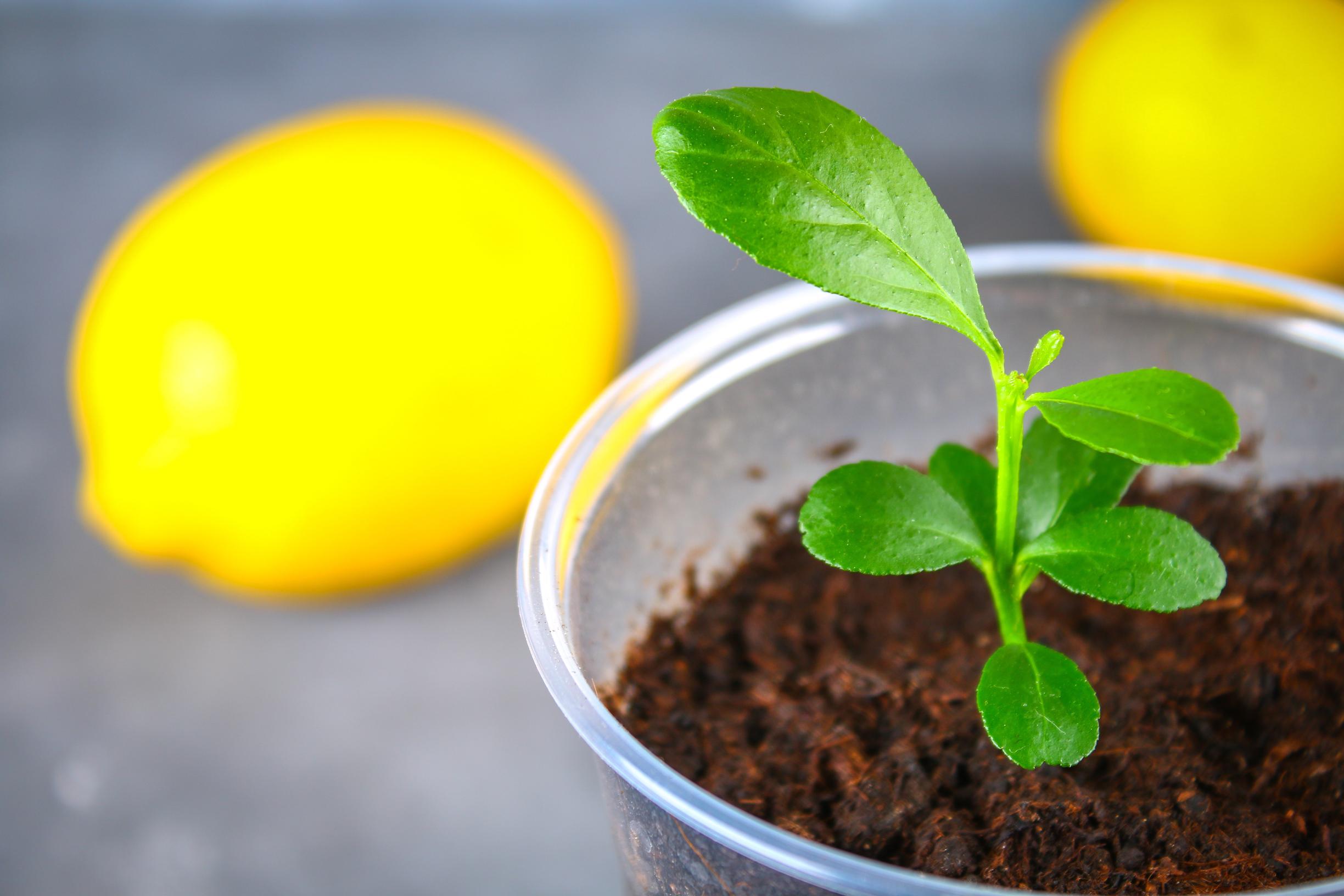 A small lemon seedling in a planting container