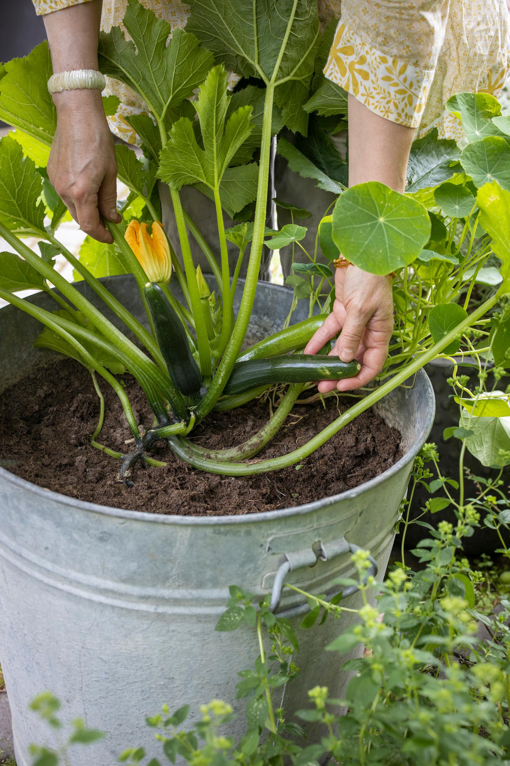 Growing zucchini in a pot or tub