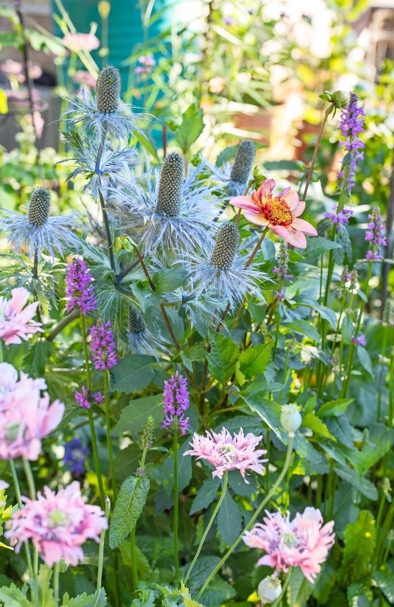 Blue sea holly, ‘Totally Tangerine’ dahlia and ‘Hummelo’ betony.