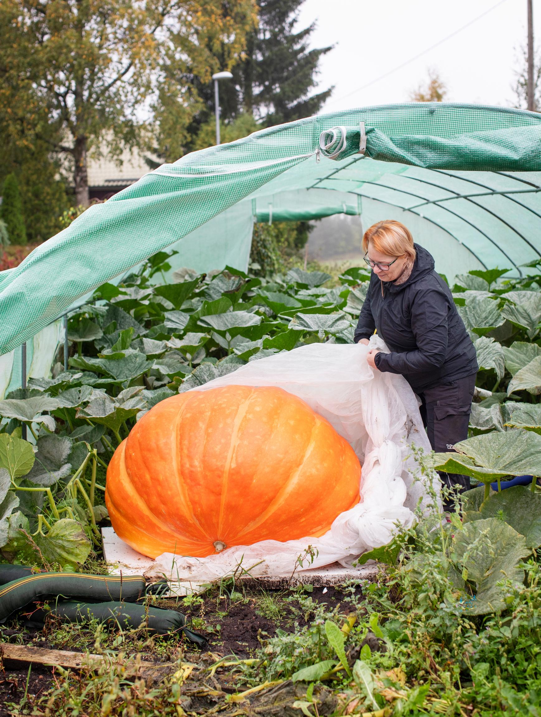 Under the protective cover lies Maija’s favorite pumpkin, ‘atlantic giant.’