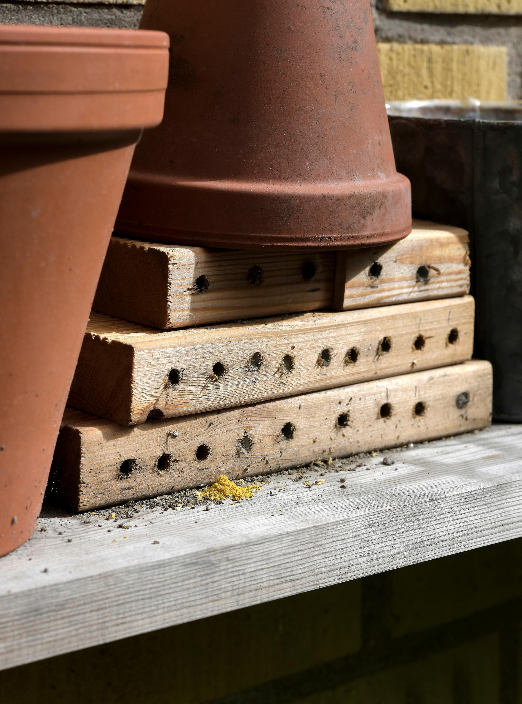 Garden with insects: Insect hotel.