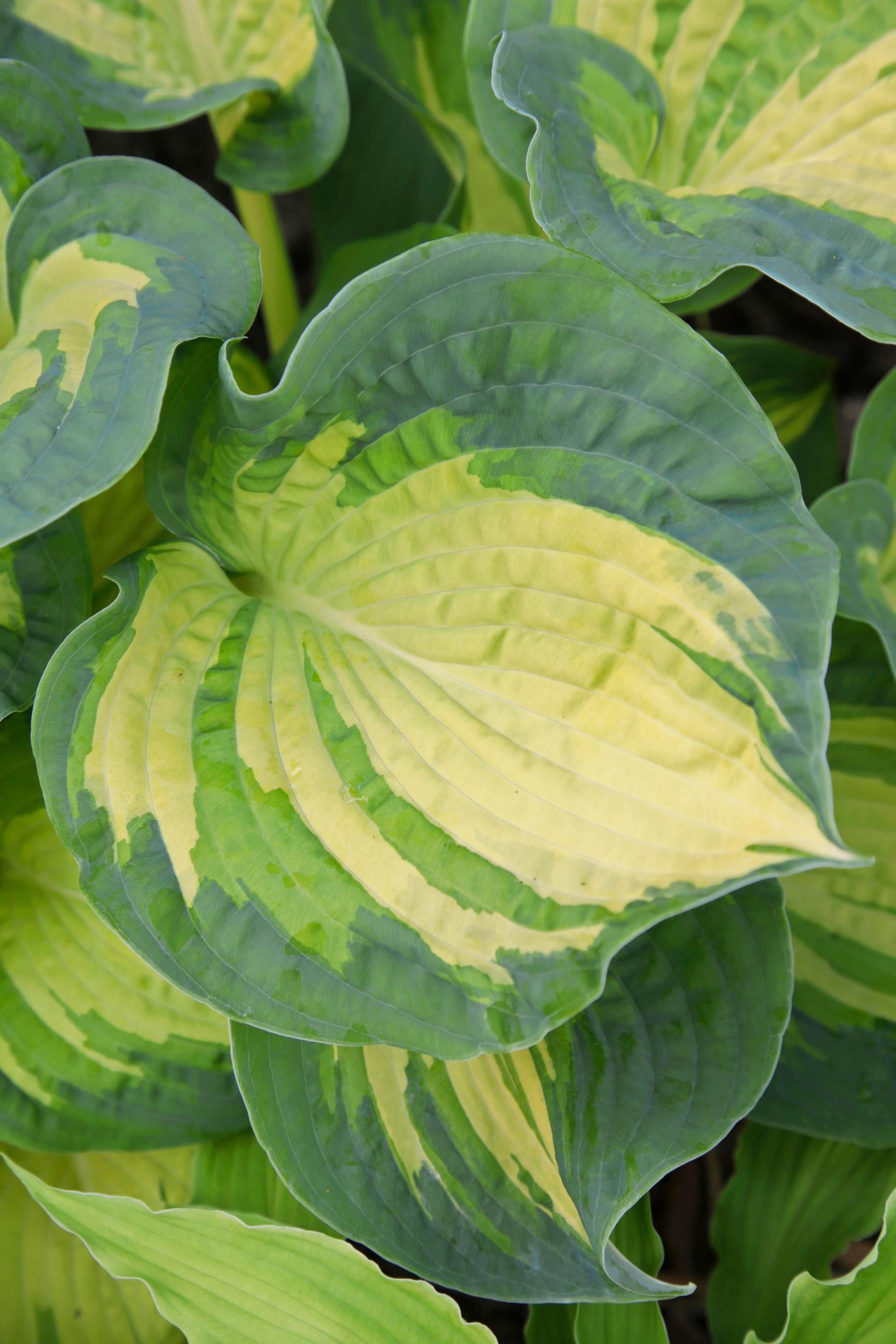 Easy grow perennial flowers