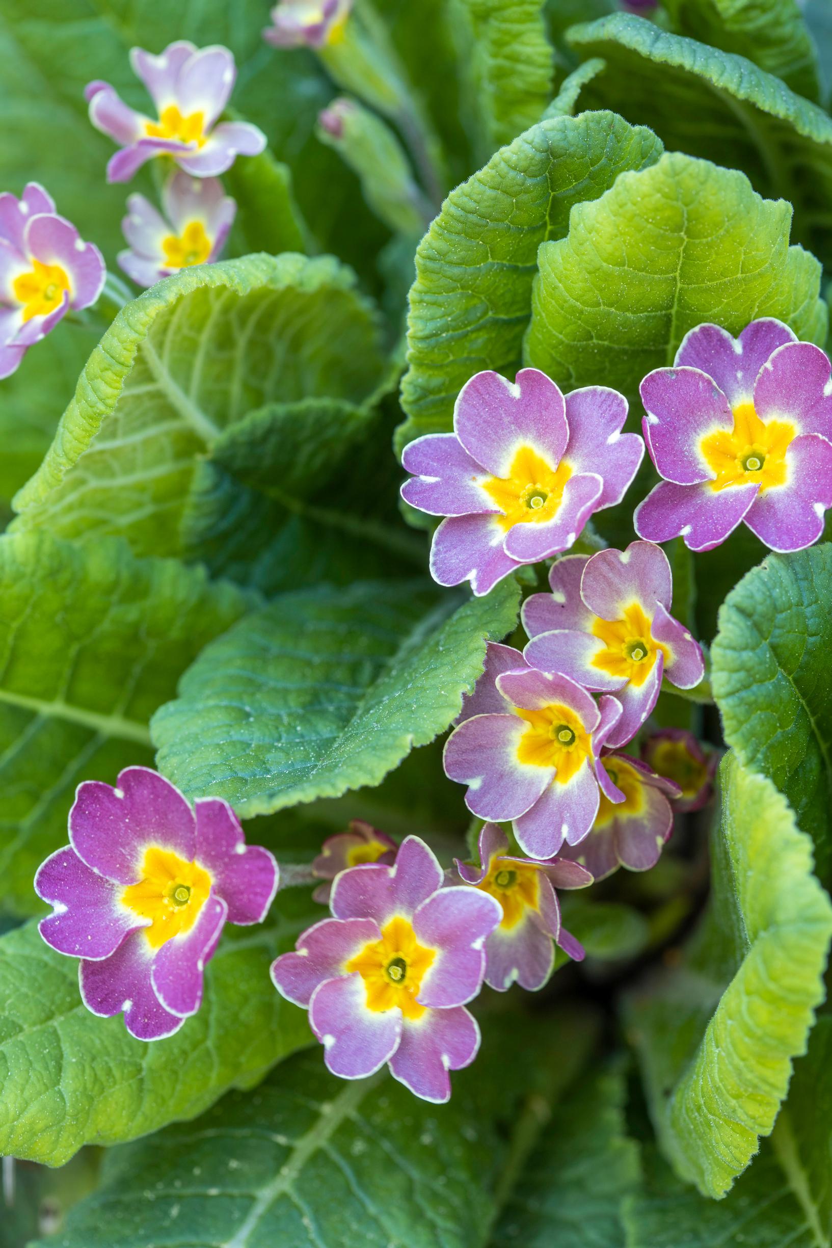 Primrose is more versatile than its reputation: Heli believes the beautifully flowered primrose is probably a spontaneous hybrid.