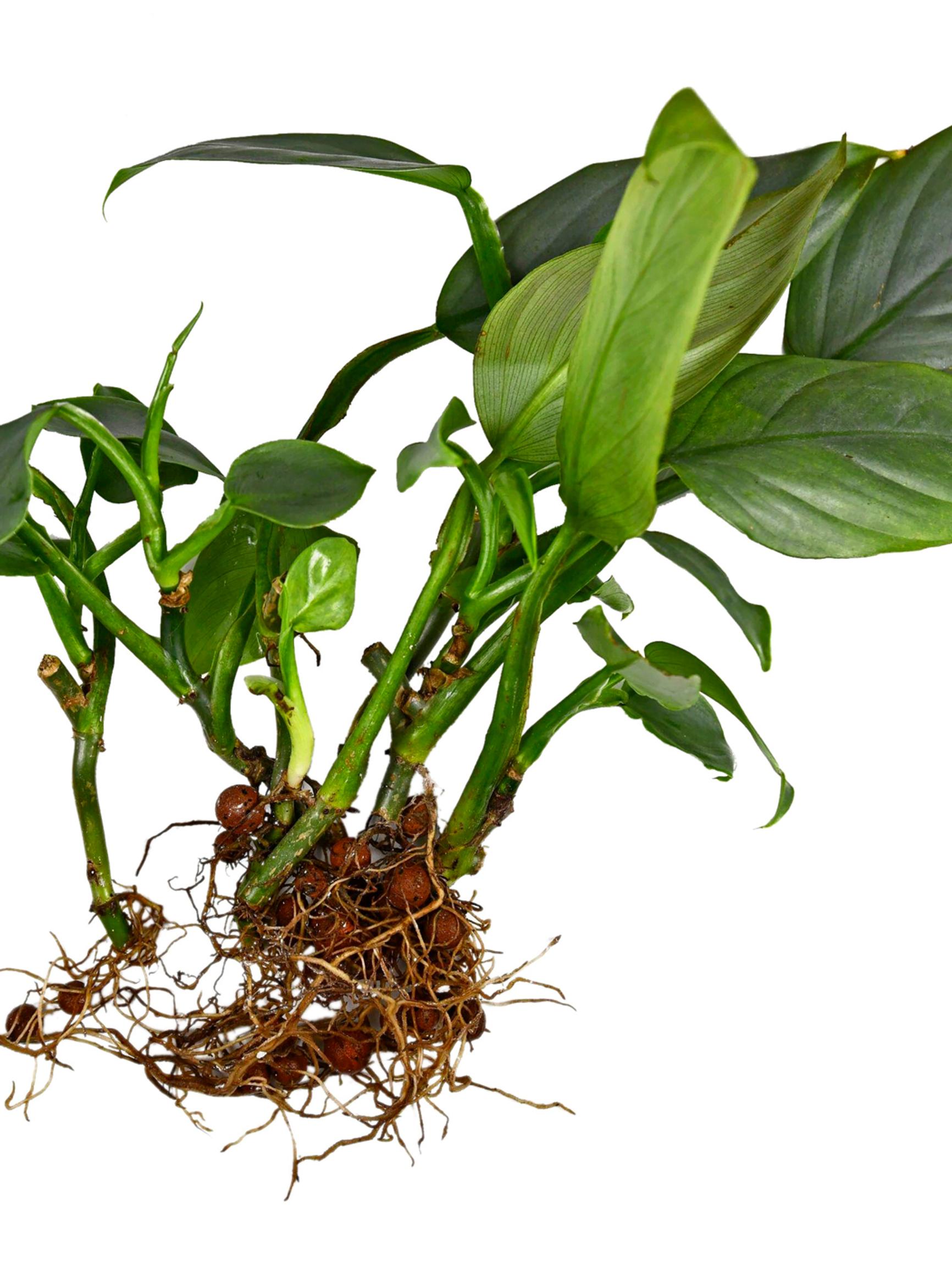 Semi-hydro: grow your houseplants in water and clay pebbles for faster growth
