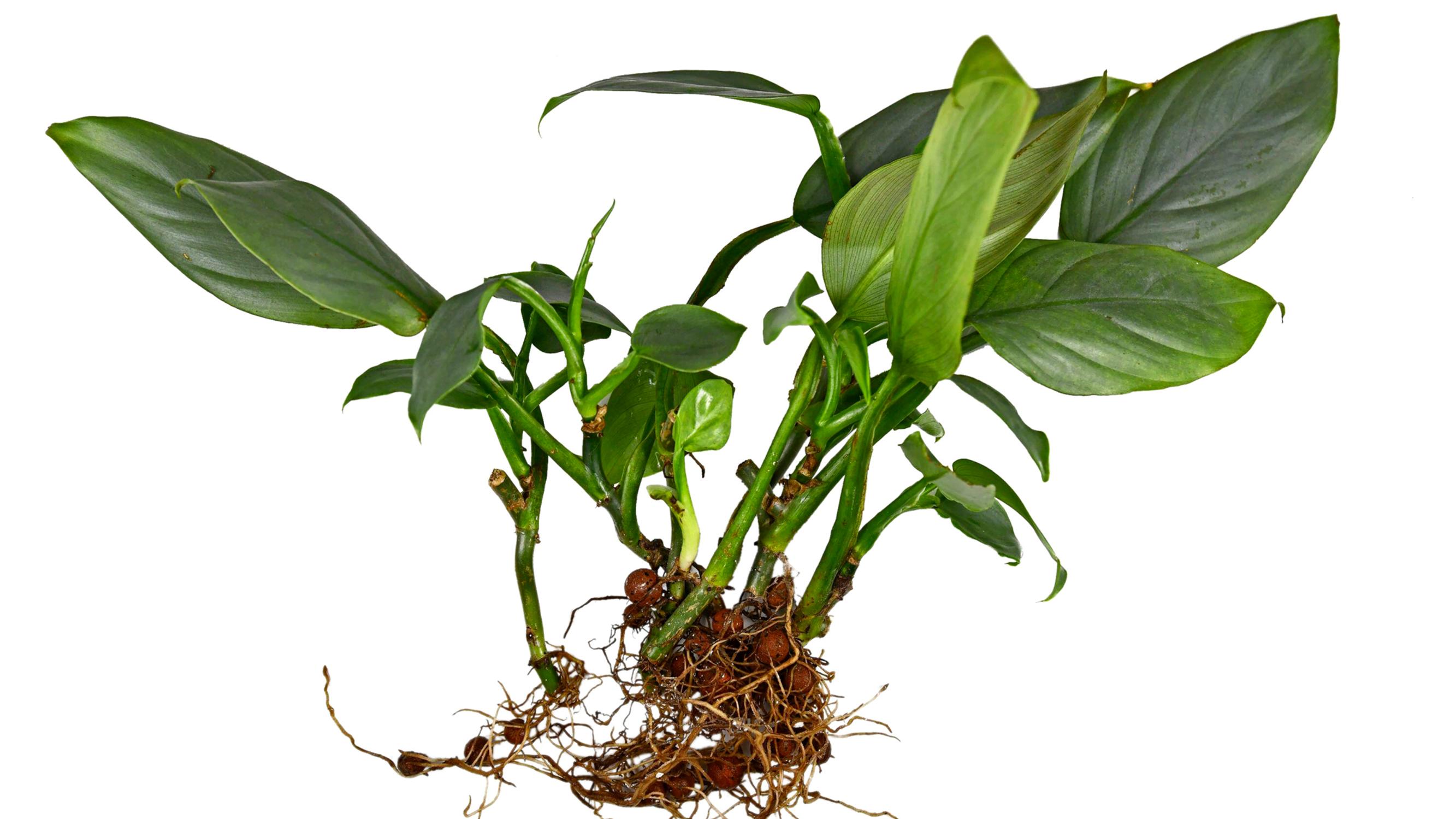 Semi-hydro: grow your houseplants in water and clay pebbles for faster growth