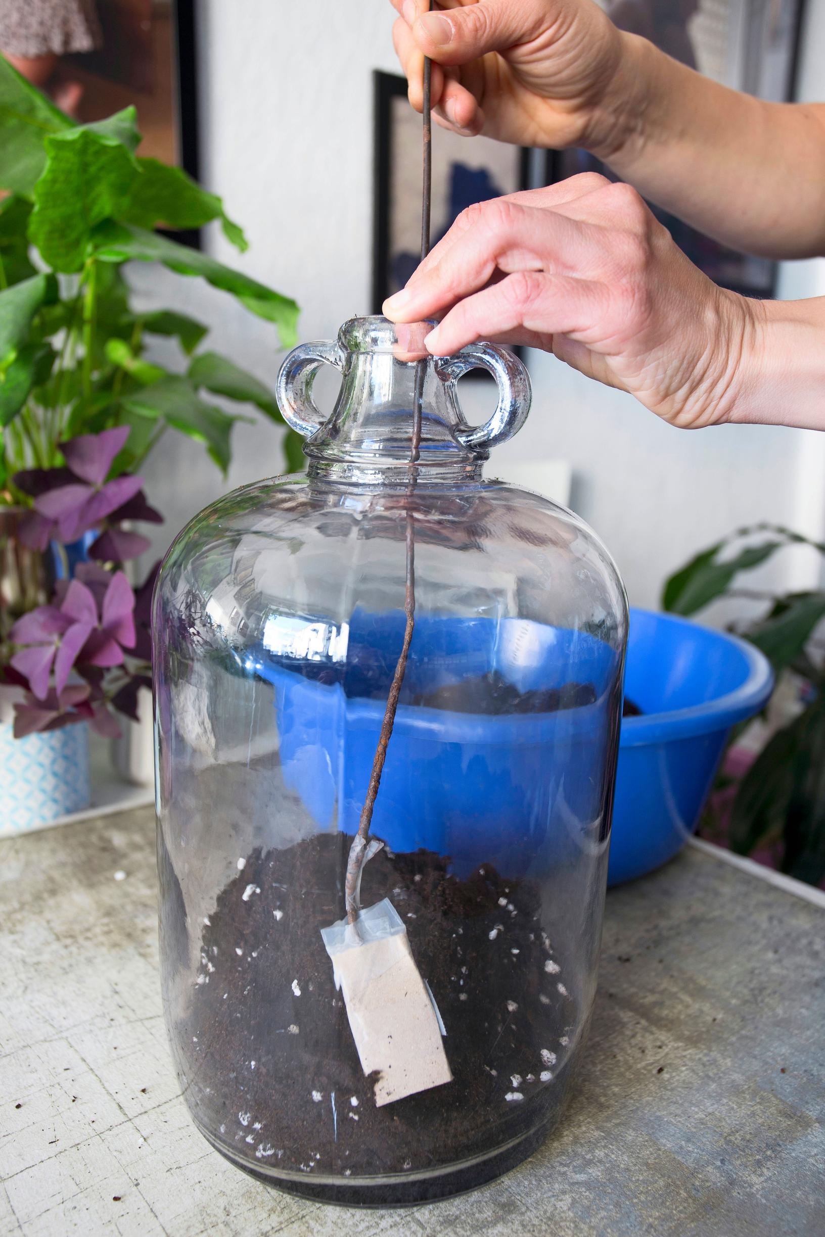 plant bottle