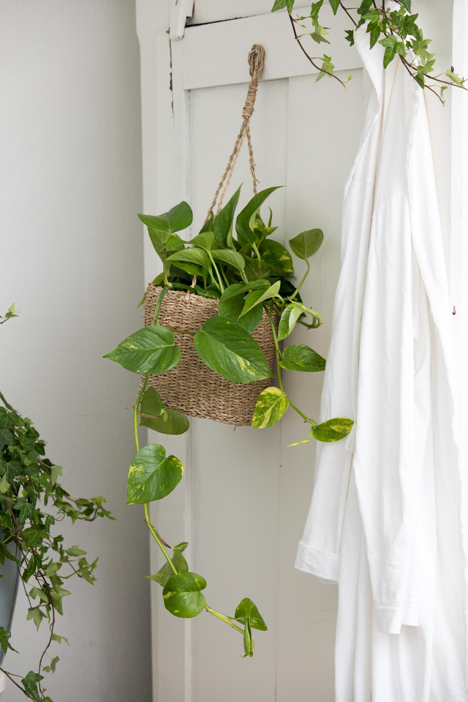 golden pothos care guide