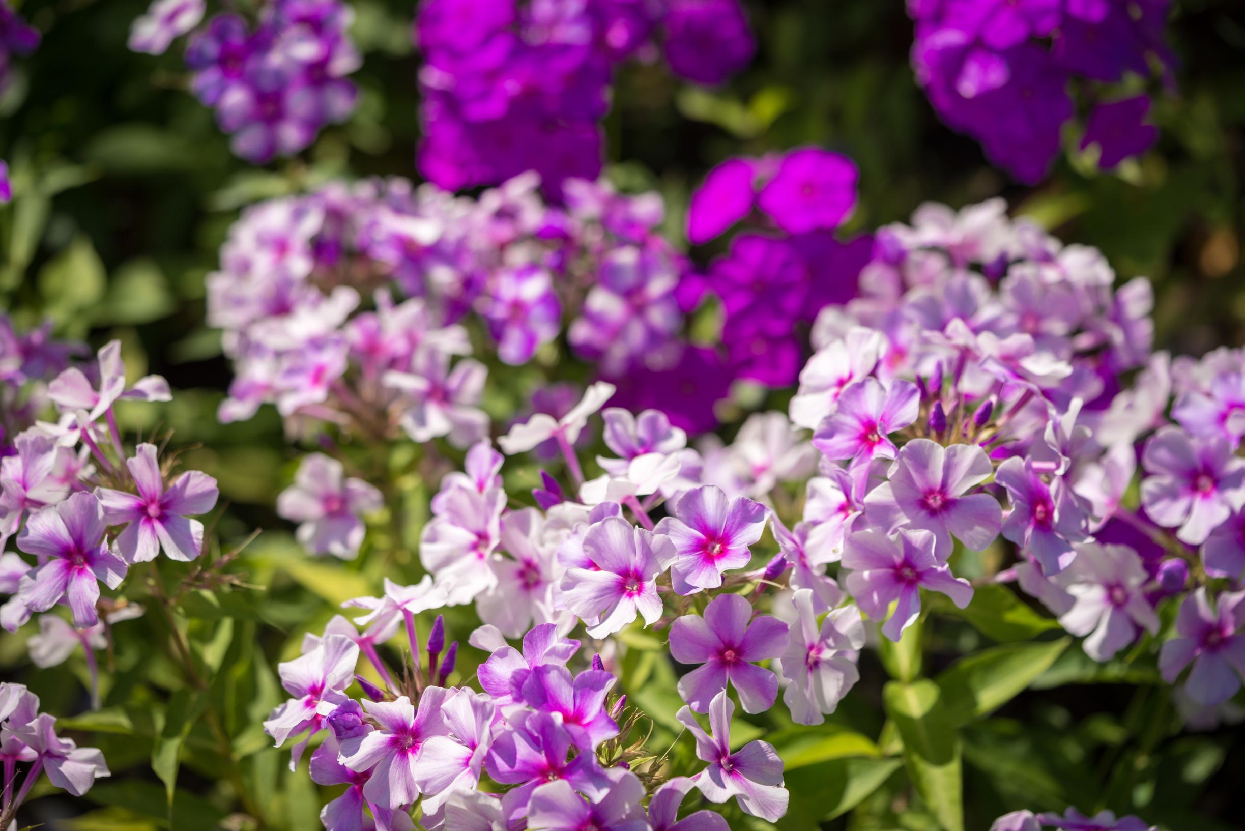 autumn phlox in bloom