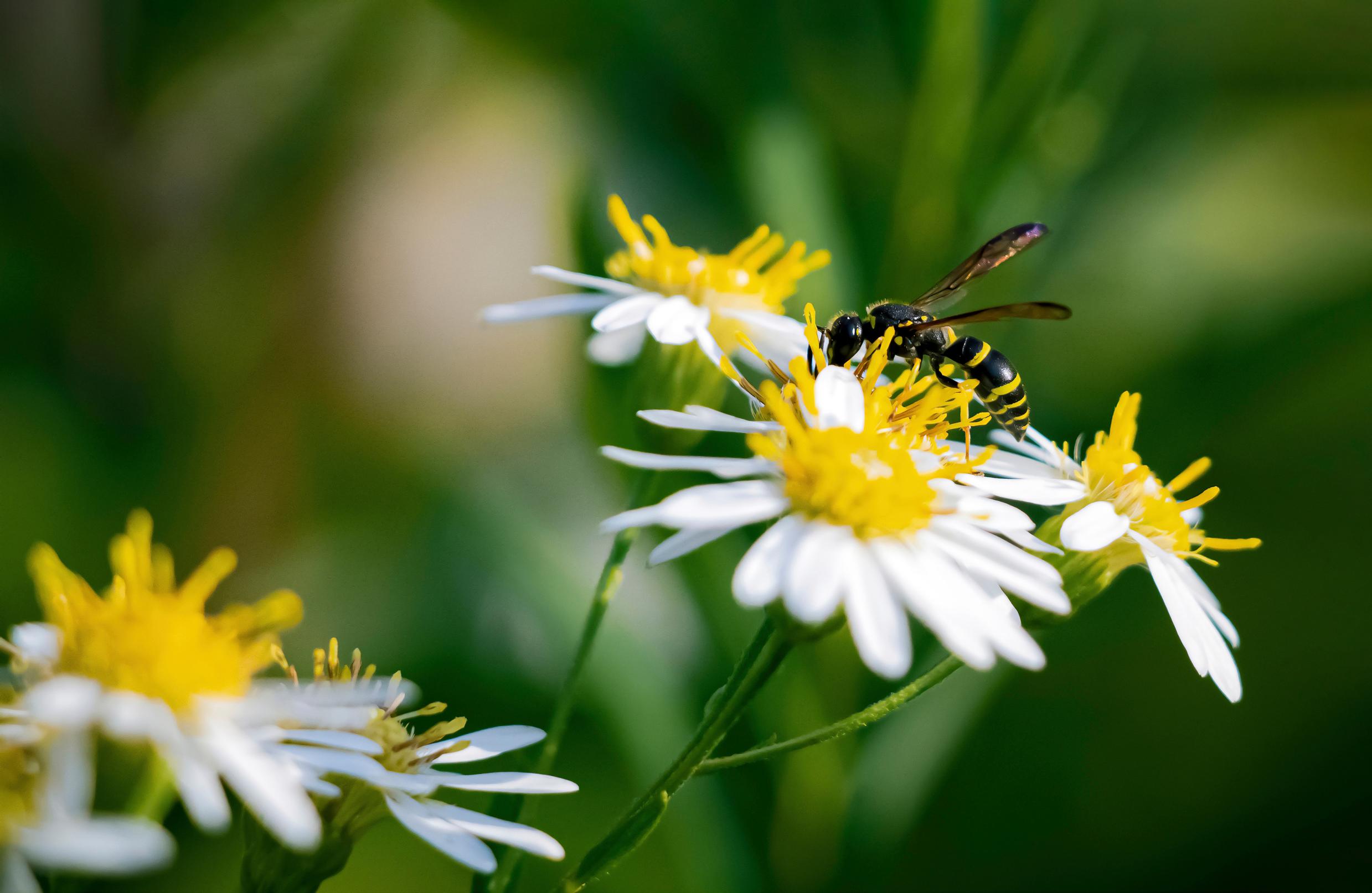 wasp