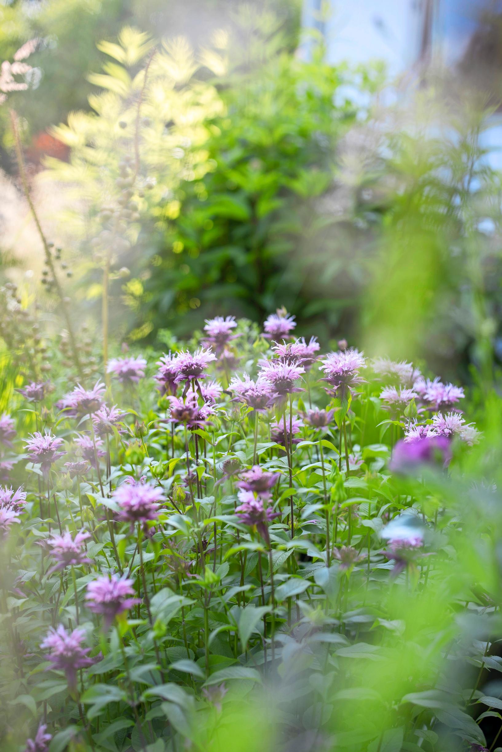Propagating perennials from cuttings: bee balm