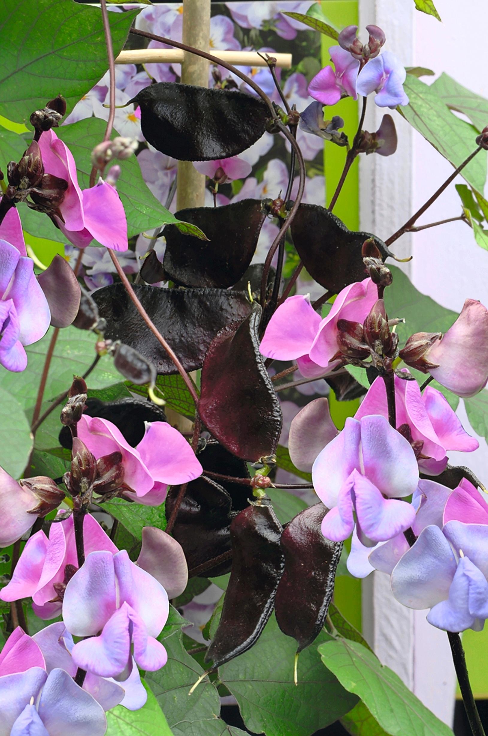 Hyacinth bean ‘Ruby Moon’