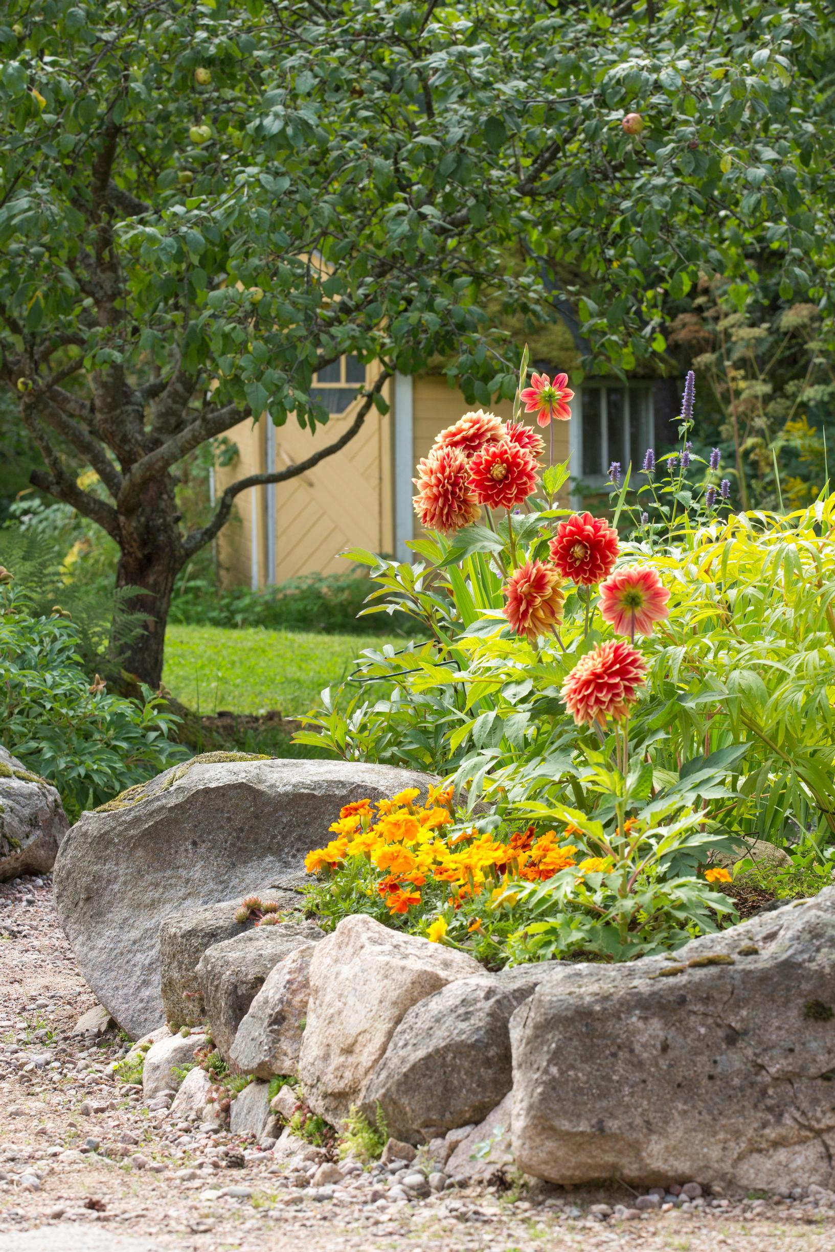 Summer flowers in the garden, flower bed