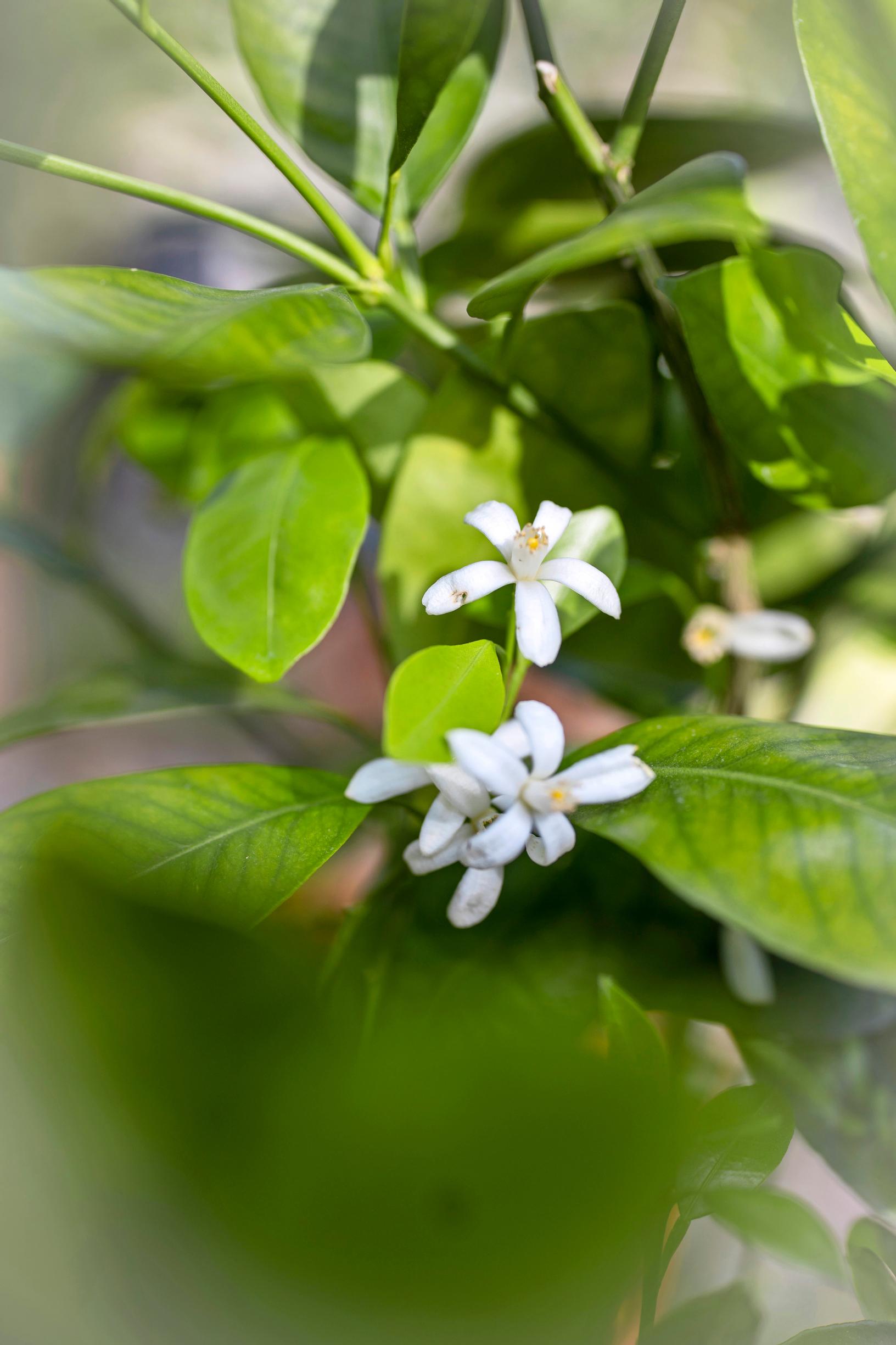 citrus tree flower