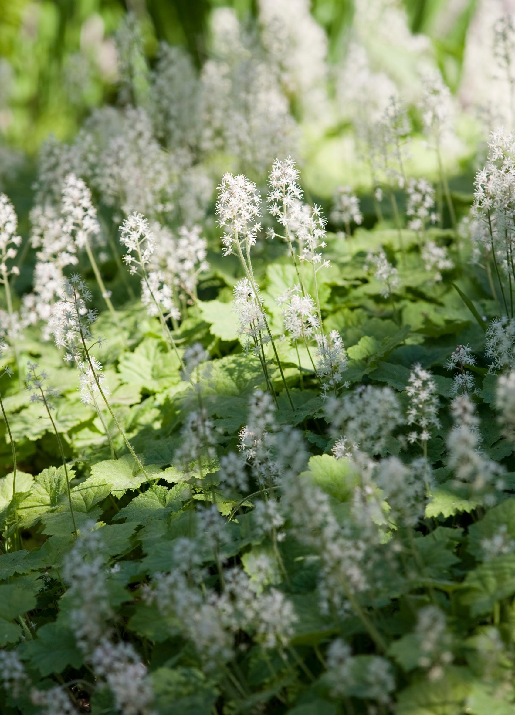 Foam flower