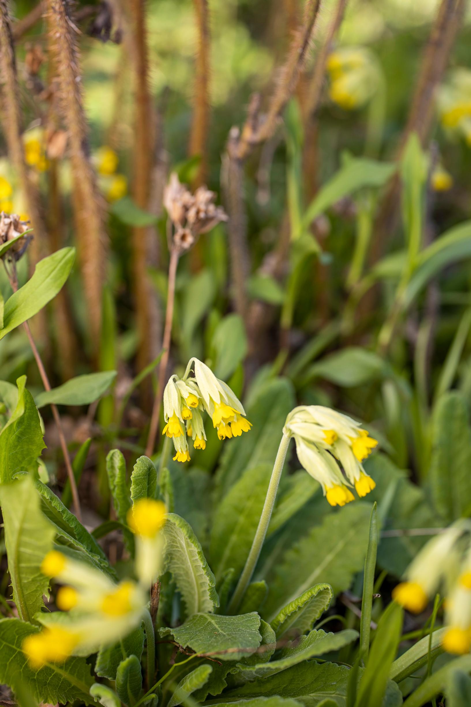 Primrose is more versatile than its reputation: cowslip Primula veris