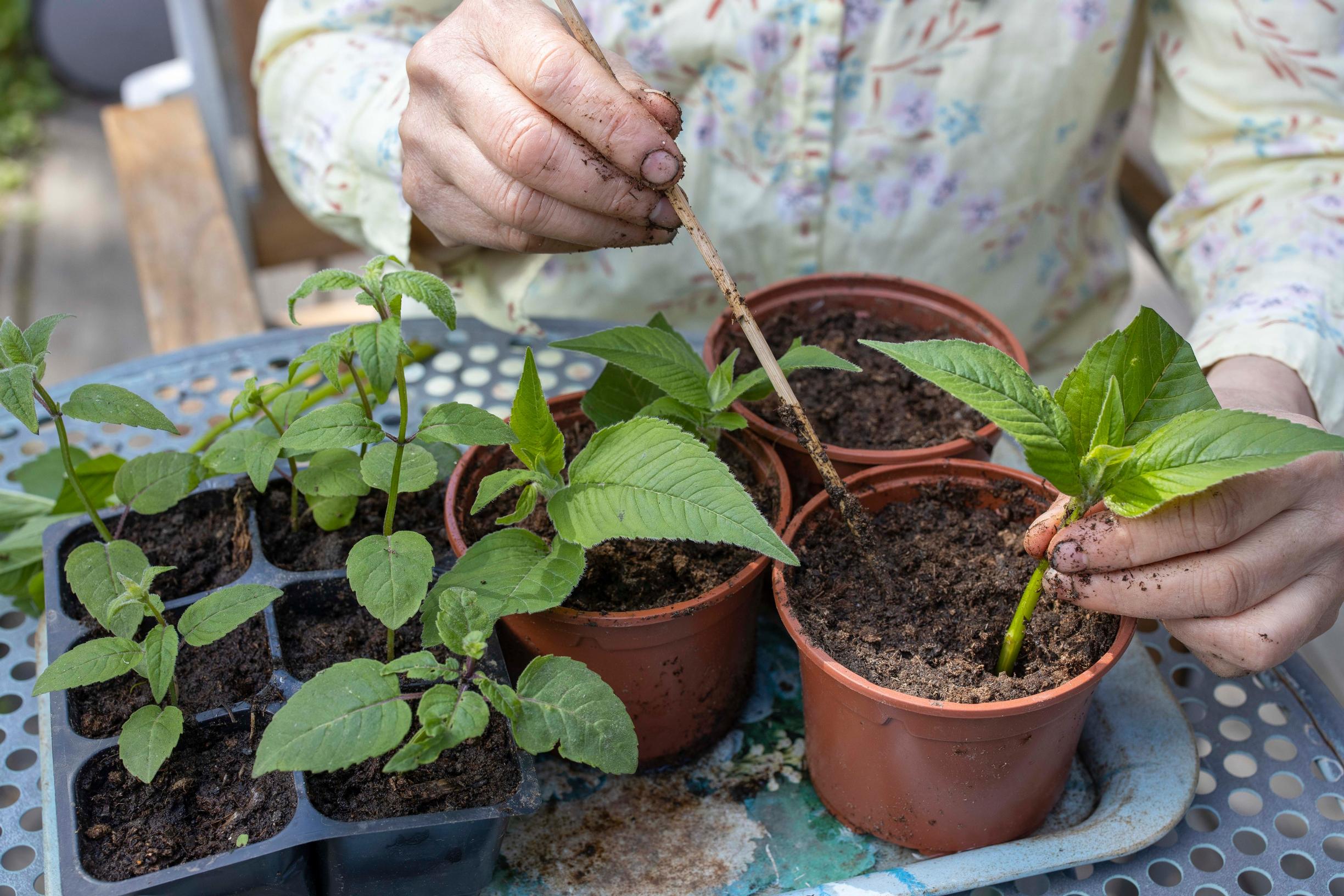 Propagating perennials from cuttings