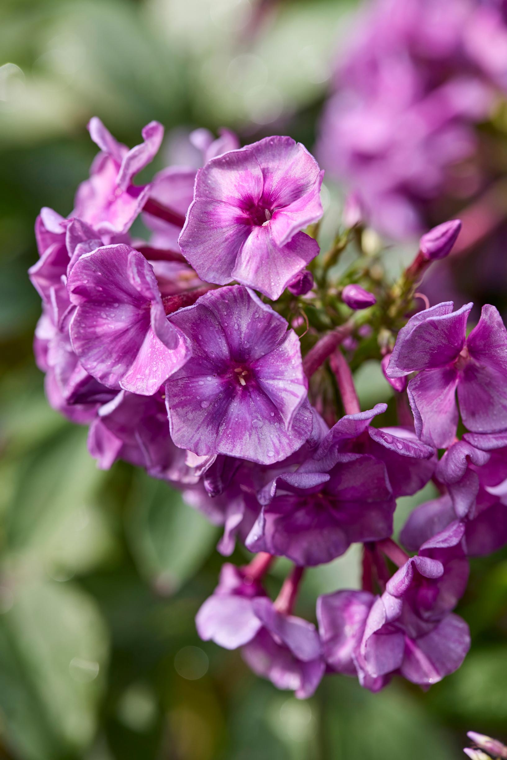 fall phlox varieties