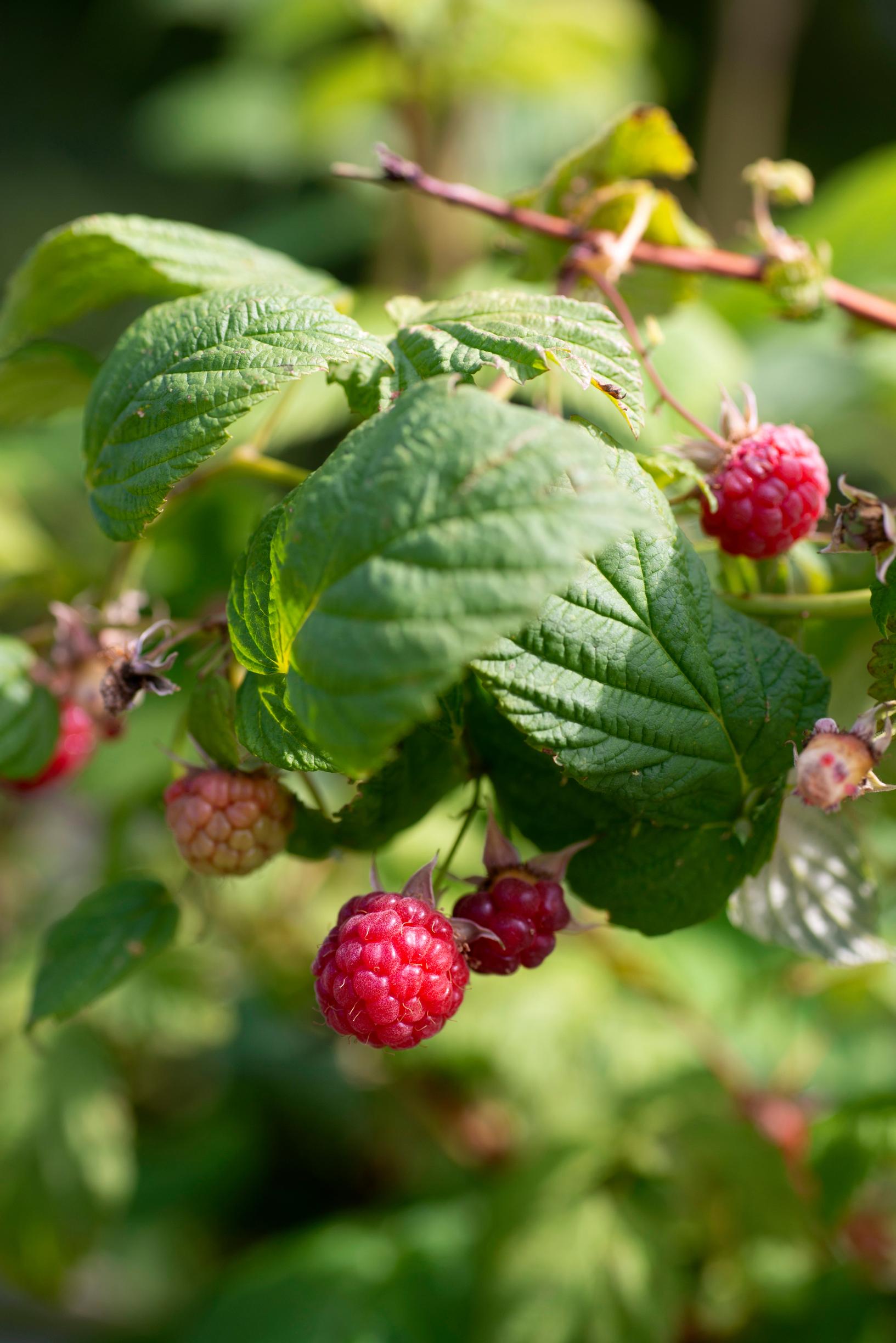 The garden produces plenty of raspberries