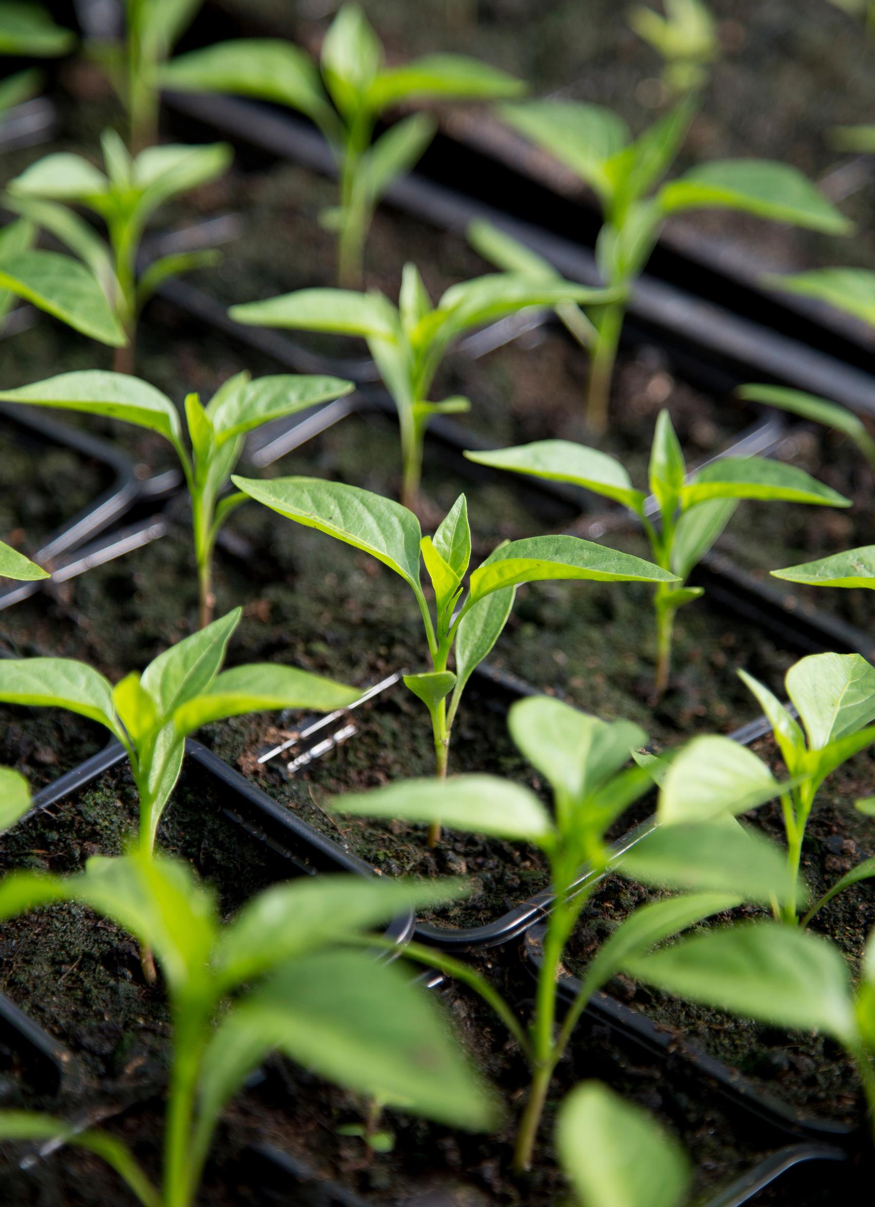 Pepper seedlings during the pre-cultivation stage