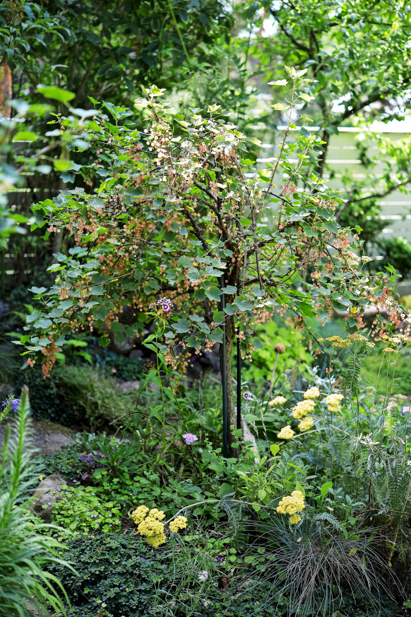 Garden with insects: Under the ’Aili’ currant blooms the yarrow ’Terracotta’.