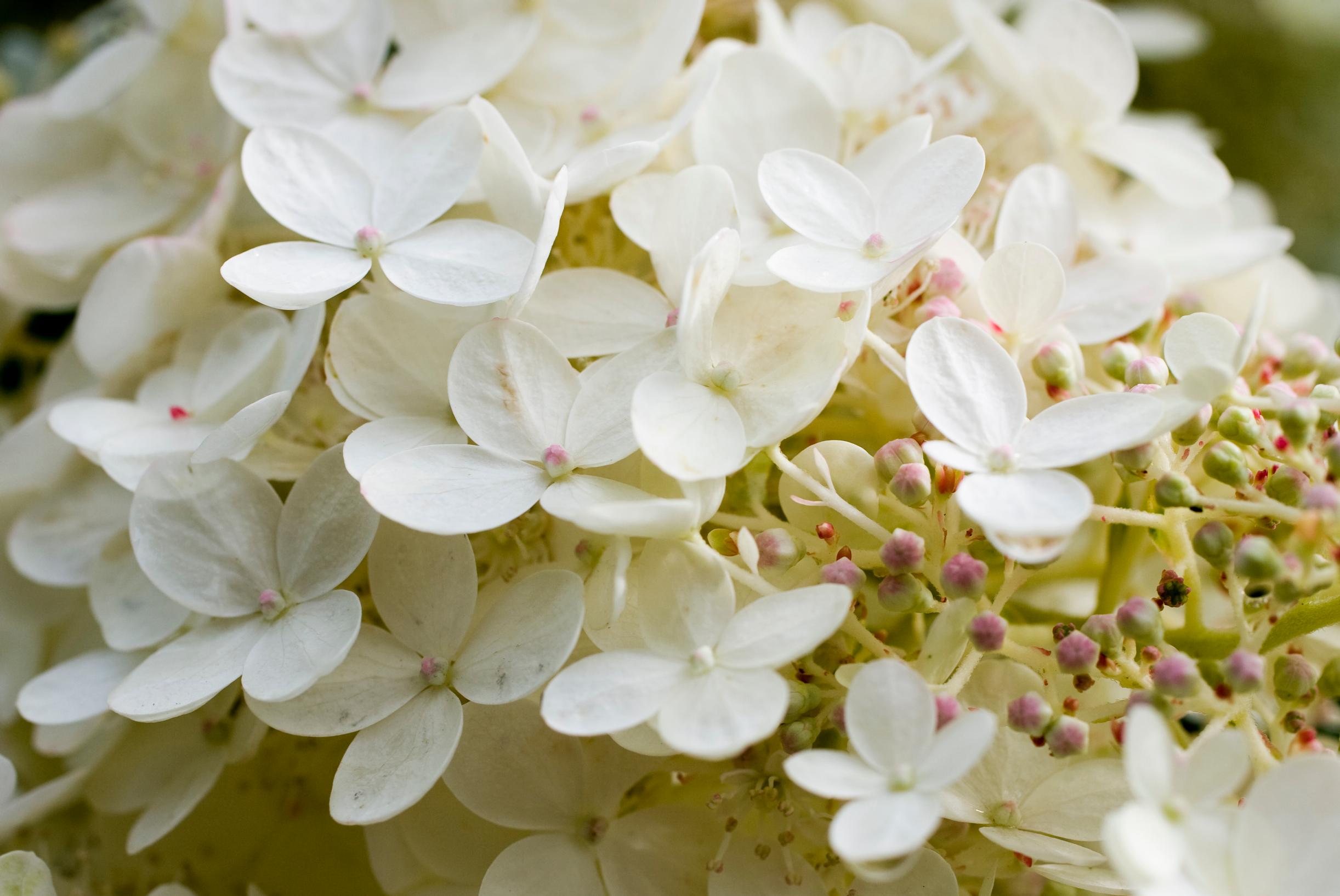 peegee hydrangea