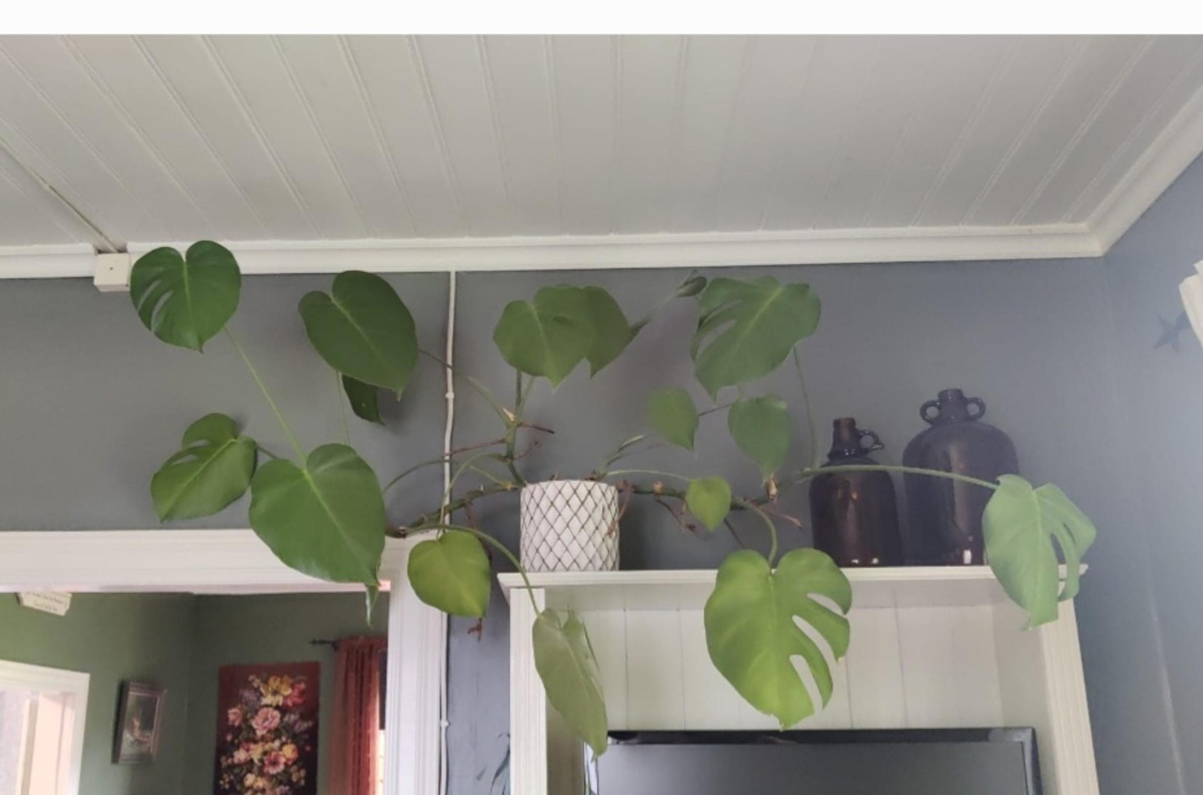 A monstera on a shelf.