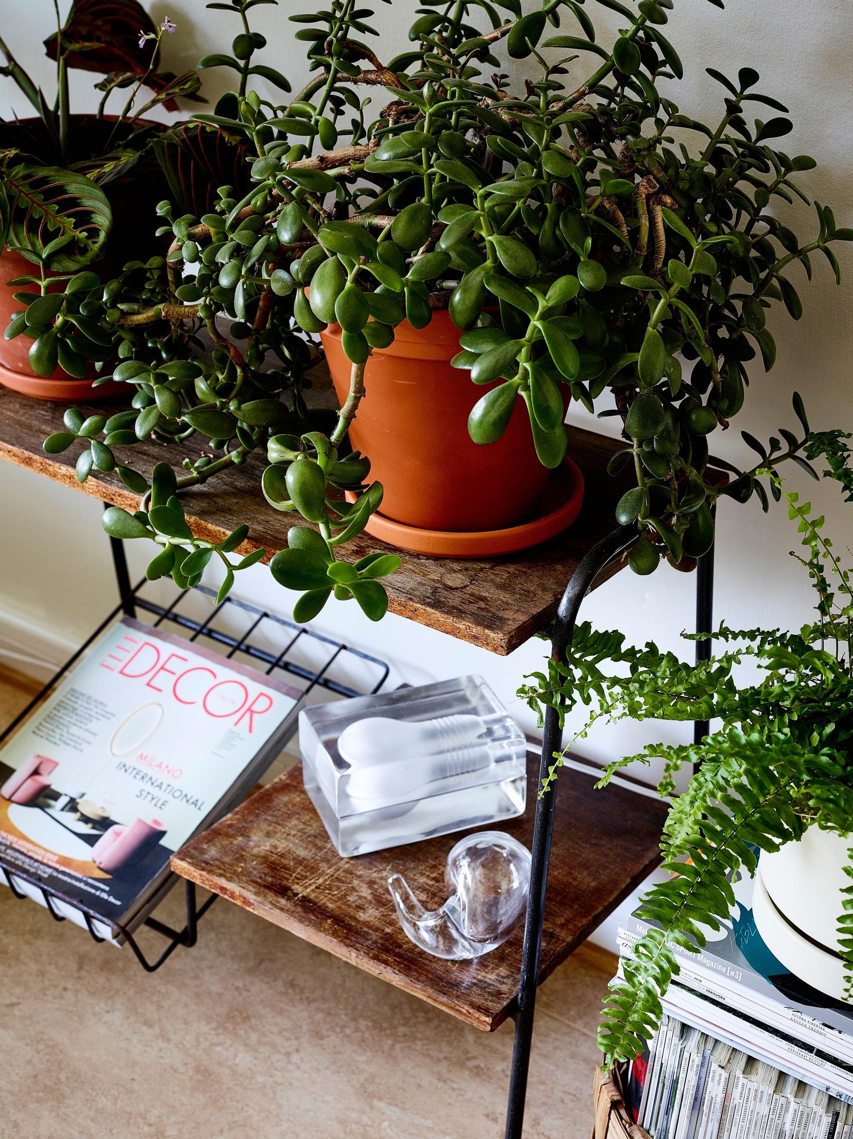 A repurposed 1950s TV stand used as a plant stand.