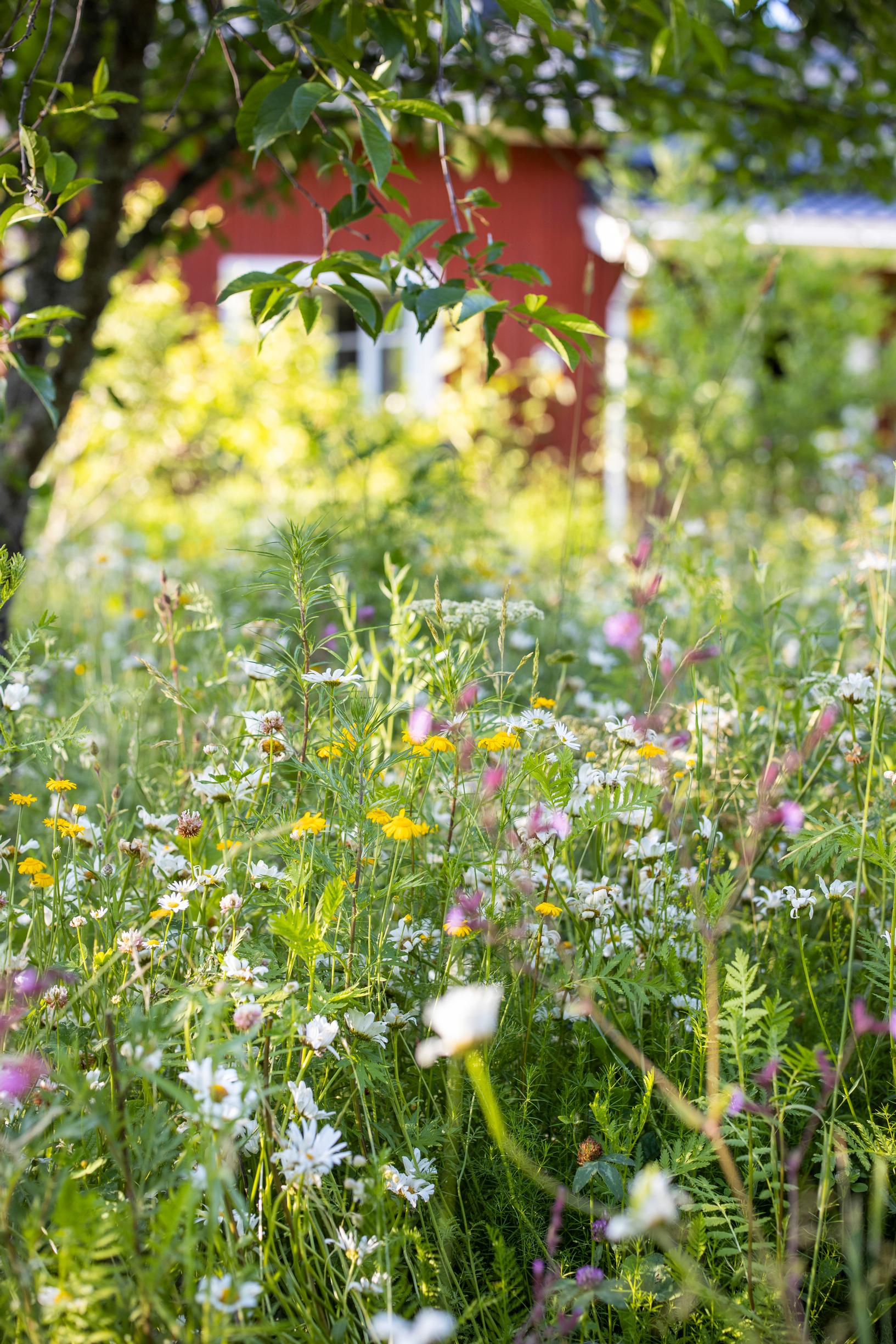 No-dig meadow