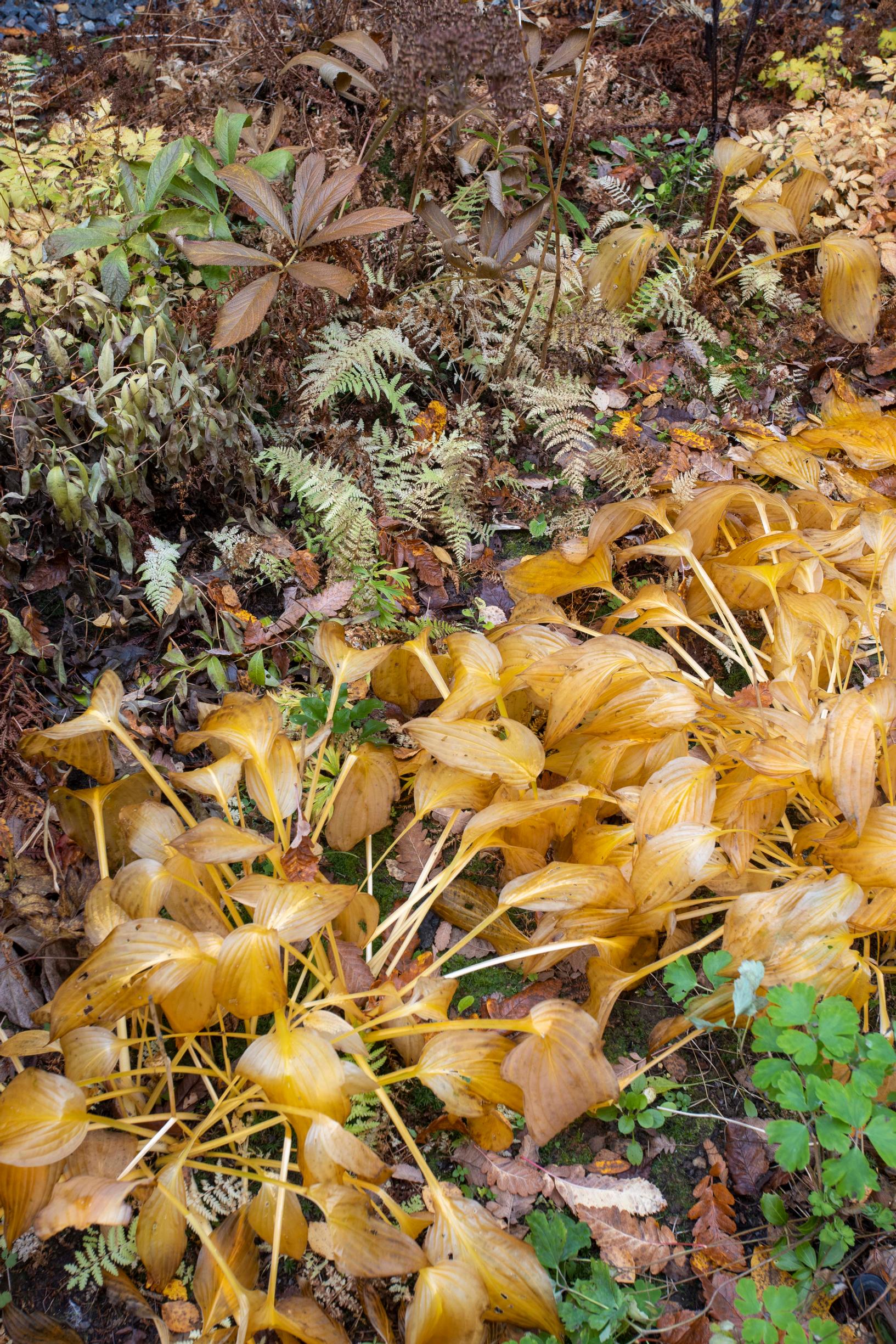 Hostas, ostrich ferns, and false spirea have a beautiful autumn look.