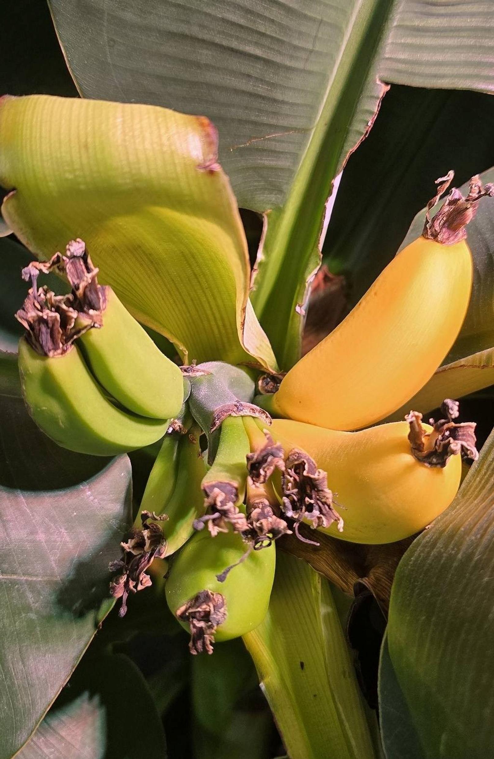 Banana houseplant that produced fruit