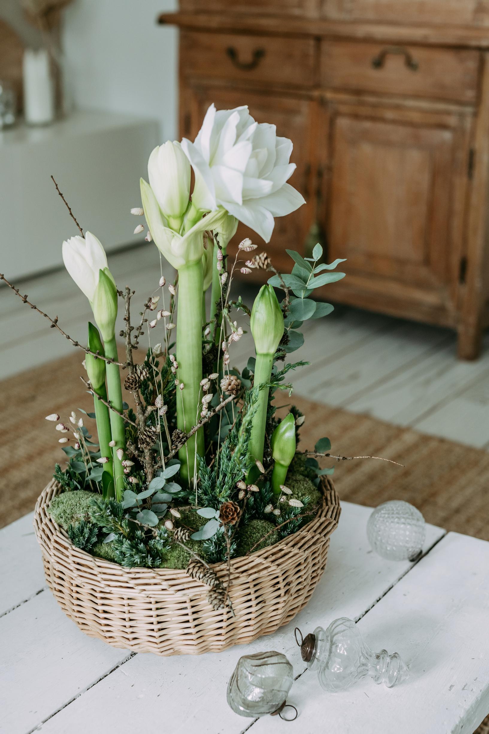 White amaryllises in a Christmas arrangement