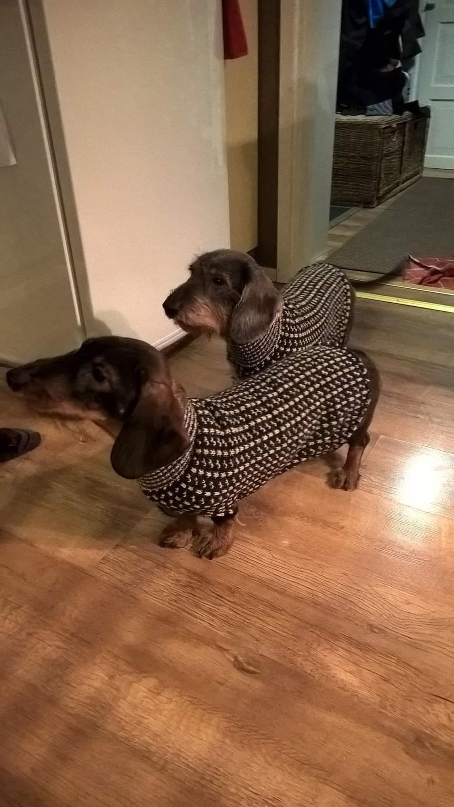 Two dachshunds wearing sweaters made from the sleeves of a Norwegian sweater.