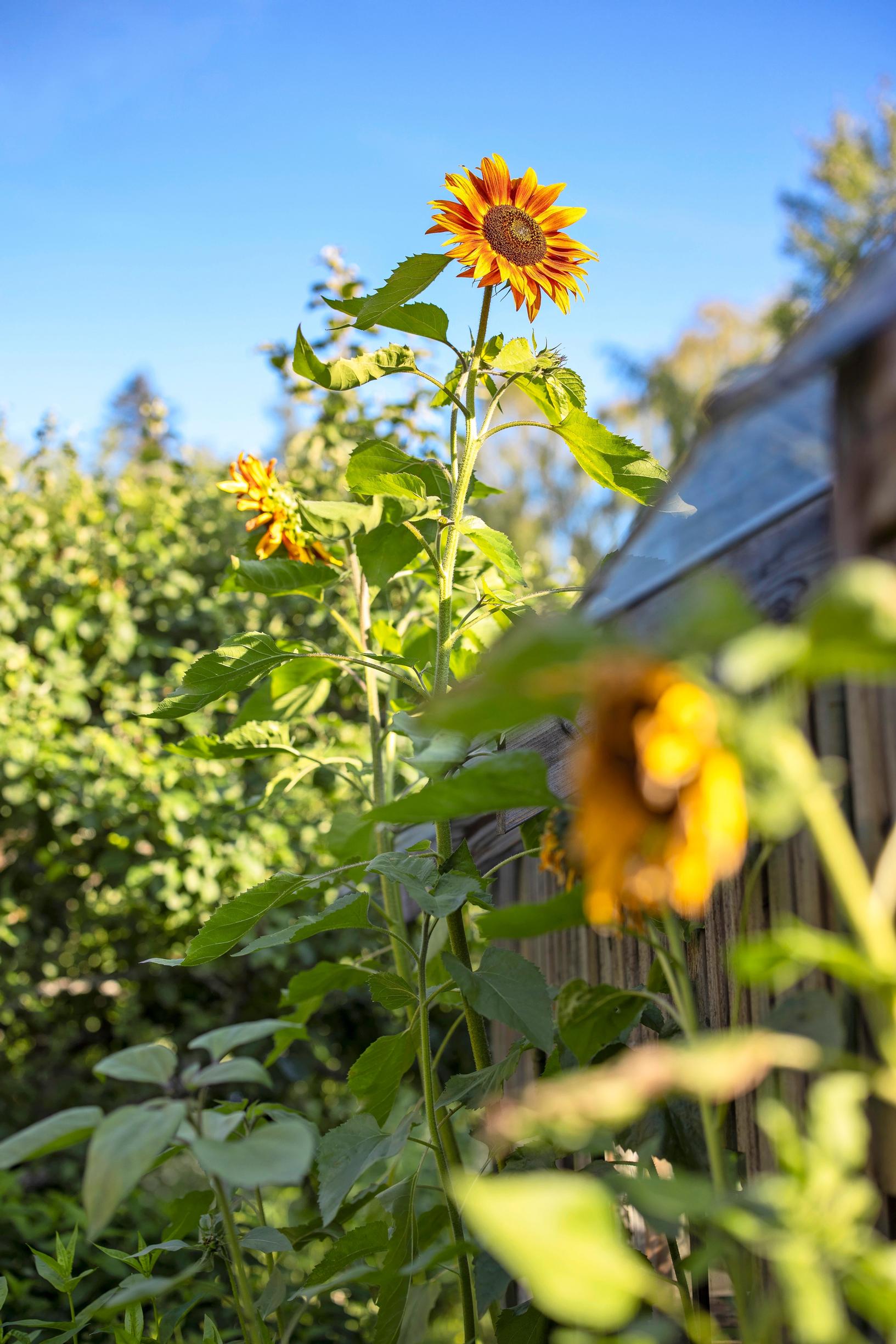 Sunflowers in Maikki’s garden.