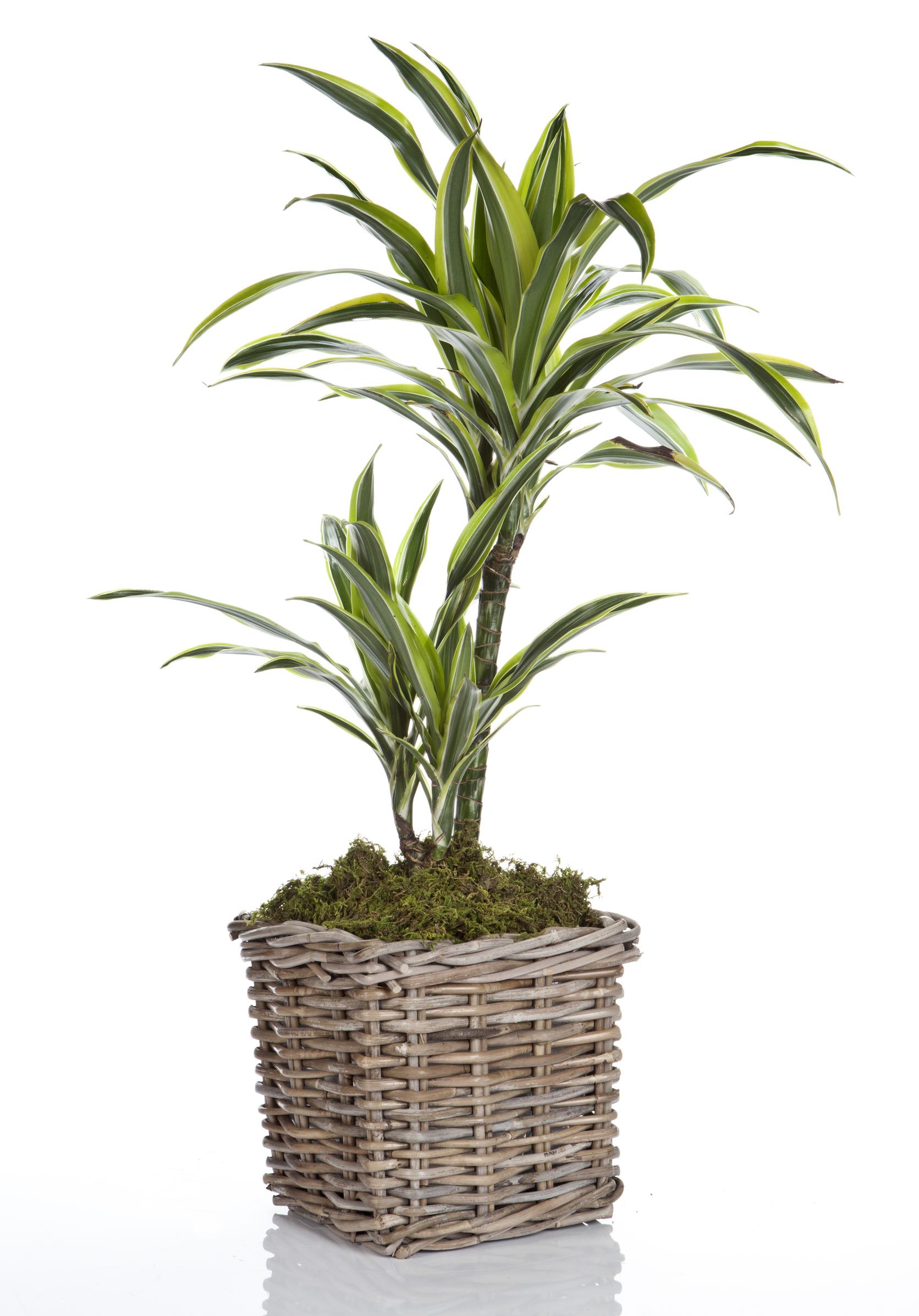 Dracaena care