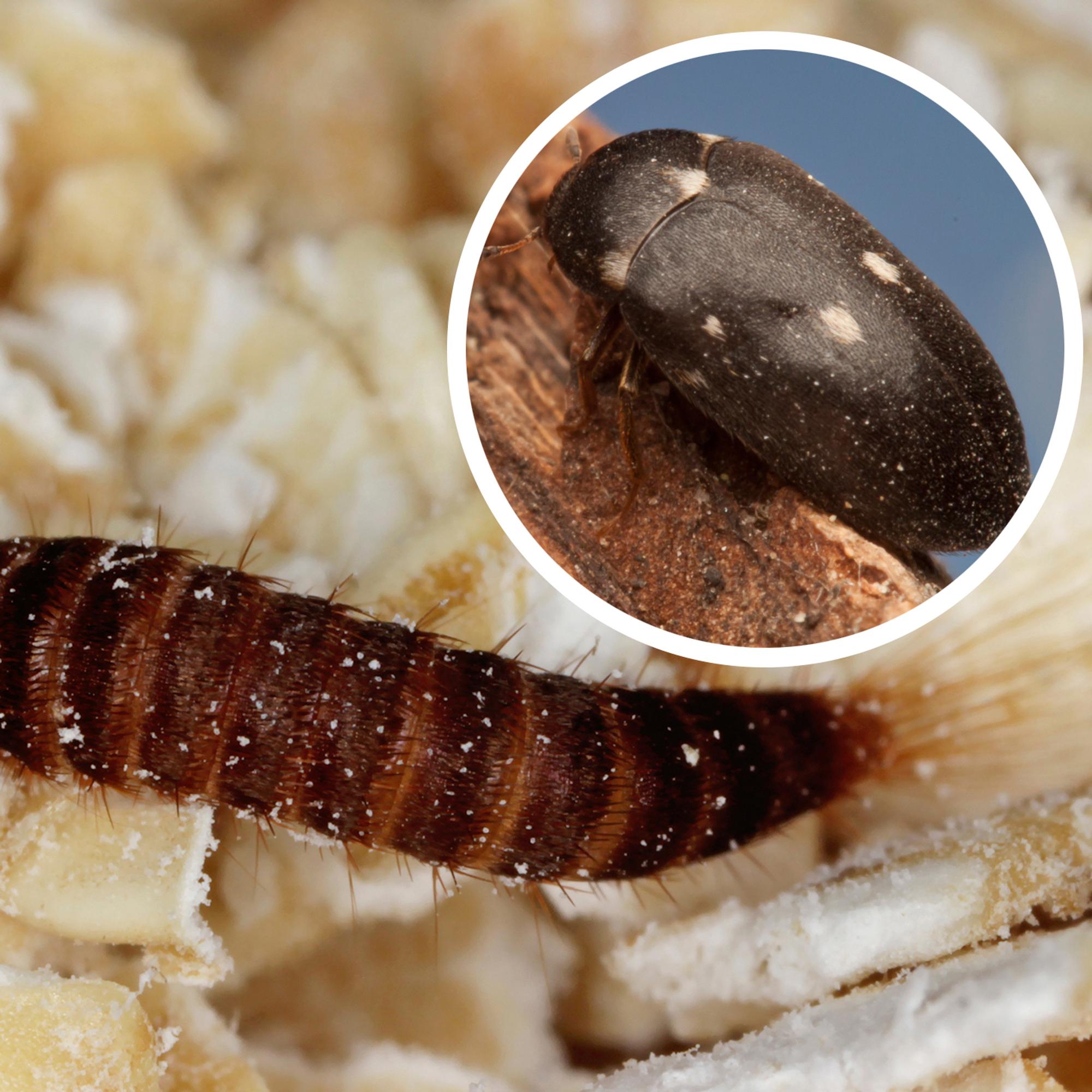 The carpet beetle is an unwelcome guest that chews holes in clothing—here’s how to get rid of this persistent pest