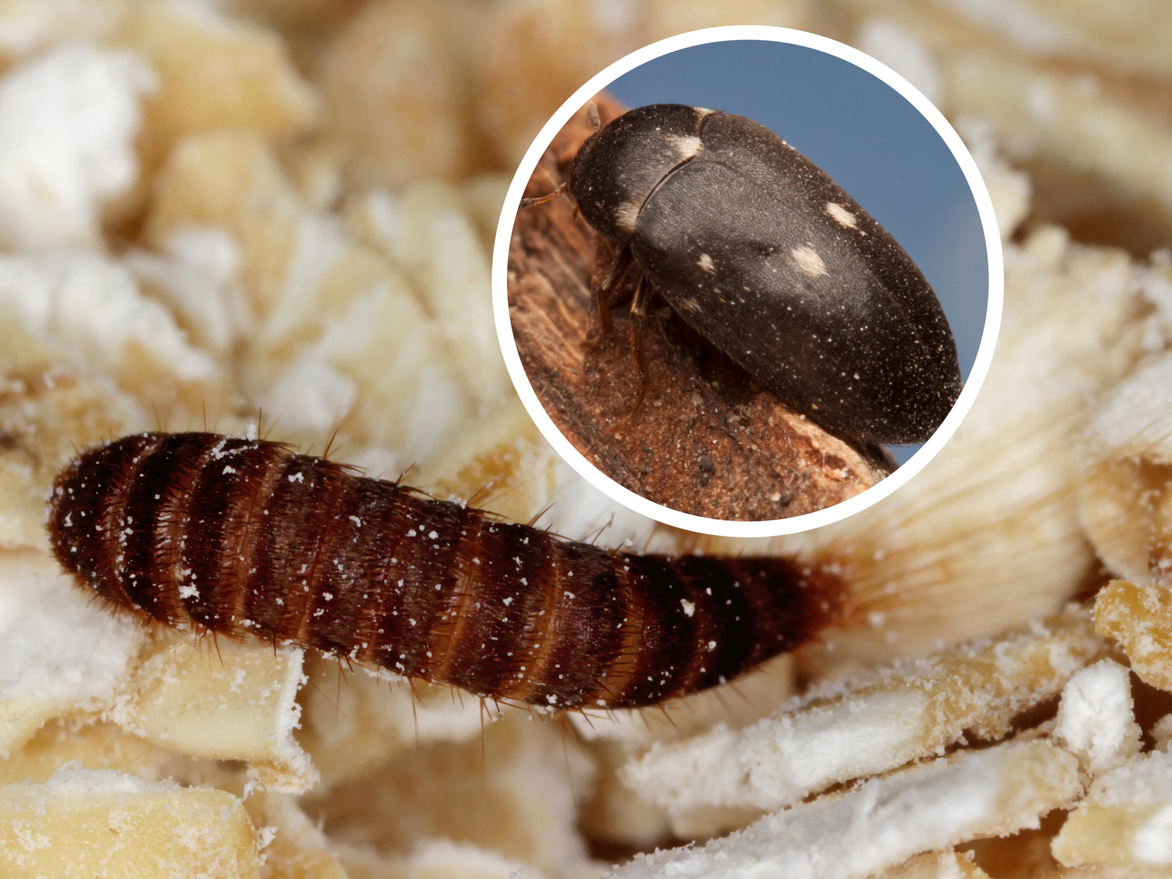The carpet beetle is an unwelcome guest that chews holes in clothing—here’s how to get rid of this persistent pest
