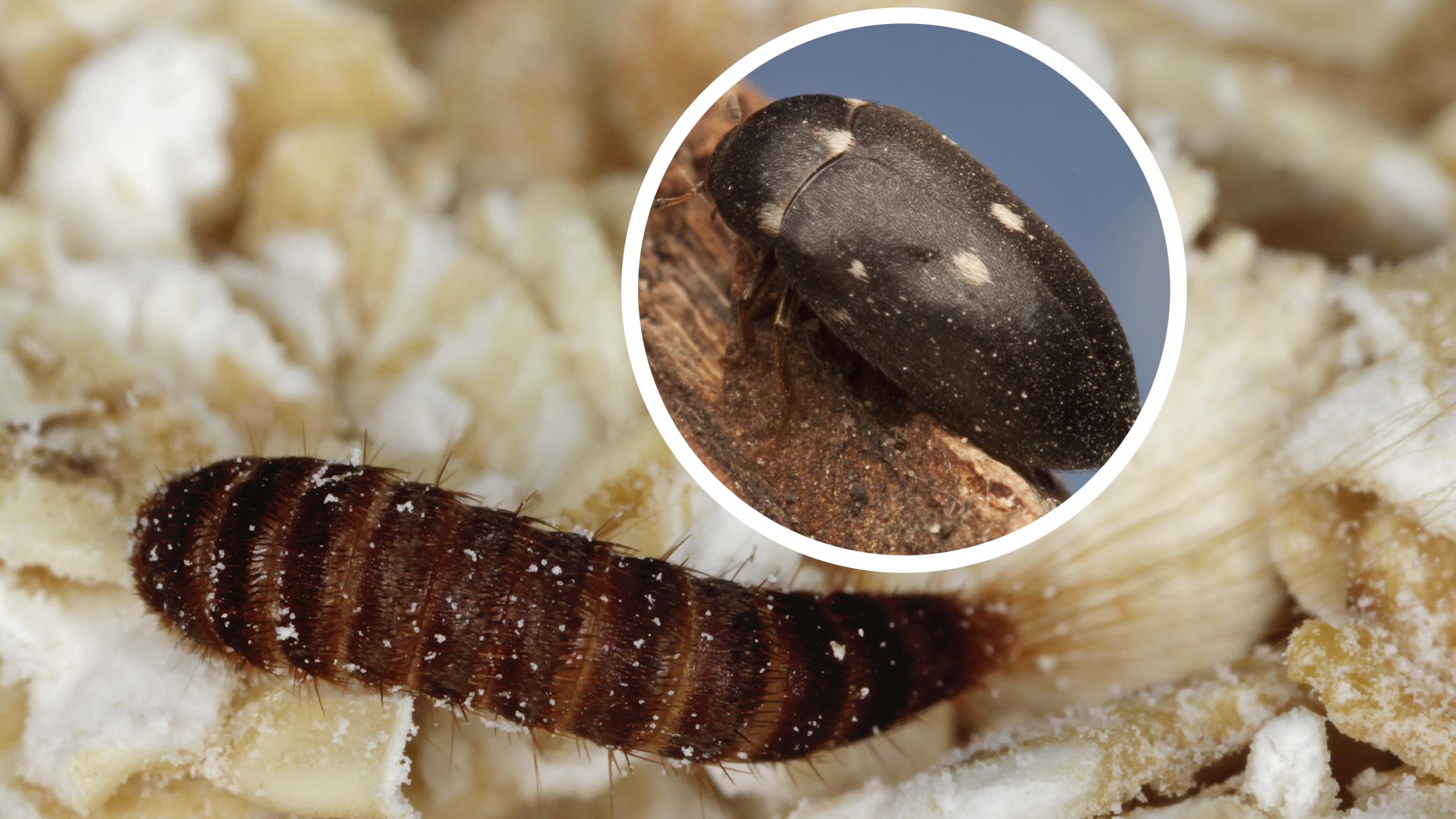 Carpet beetle—check out our tips to get rid of them! | Kotona Living